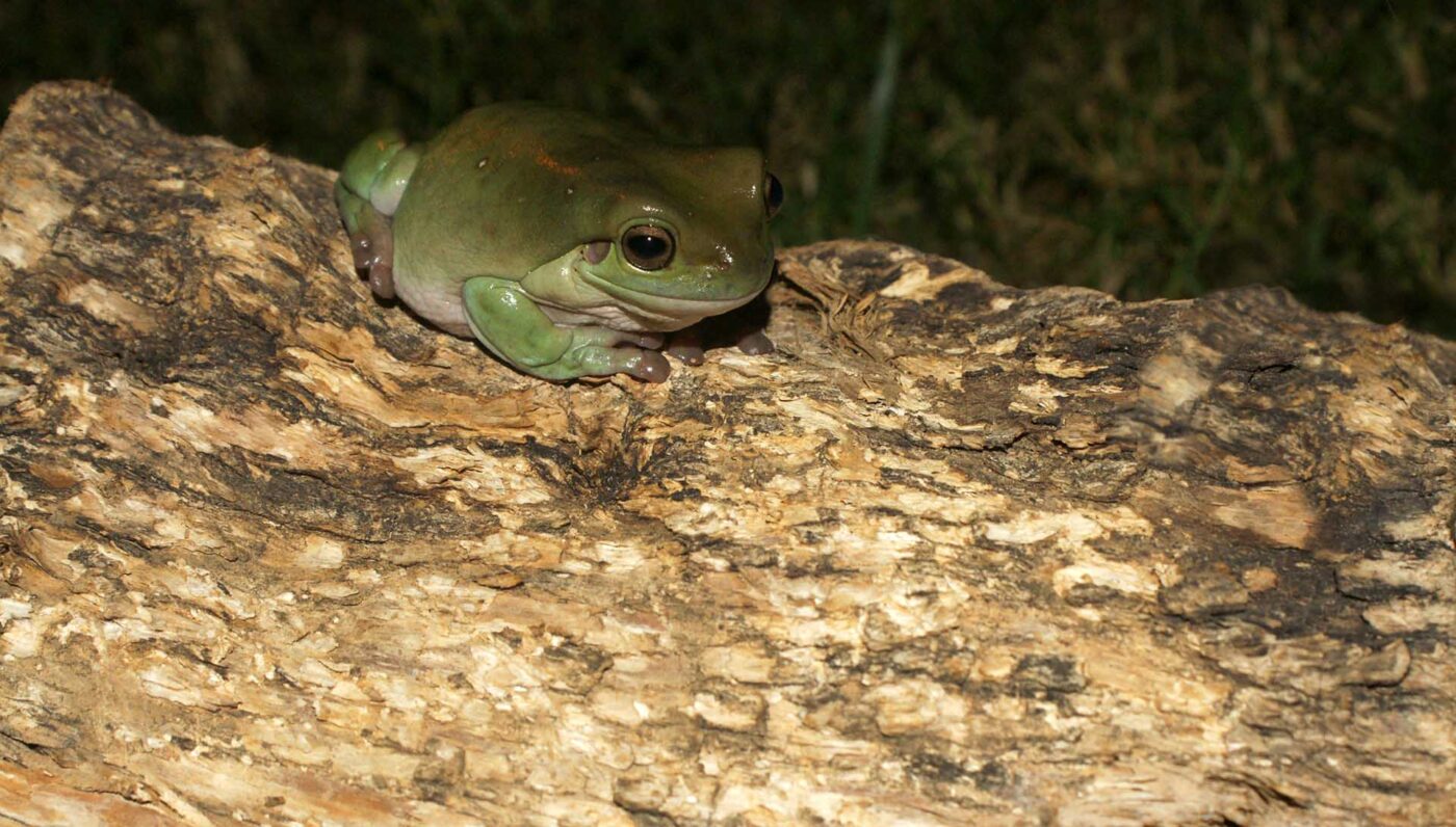 Litoria caerulea