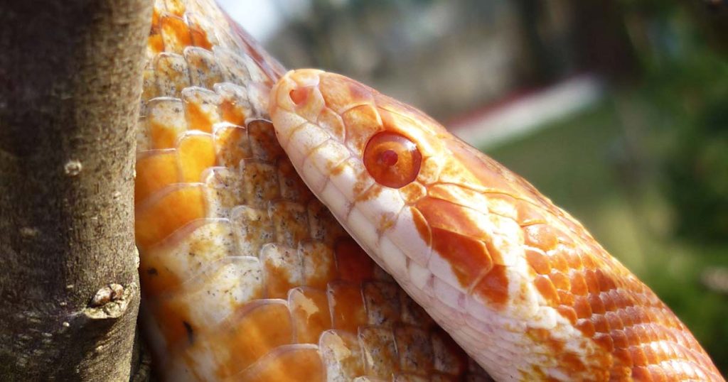 Pantherophis guttatus