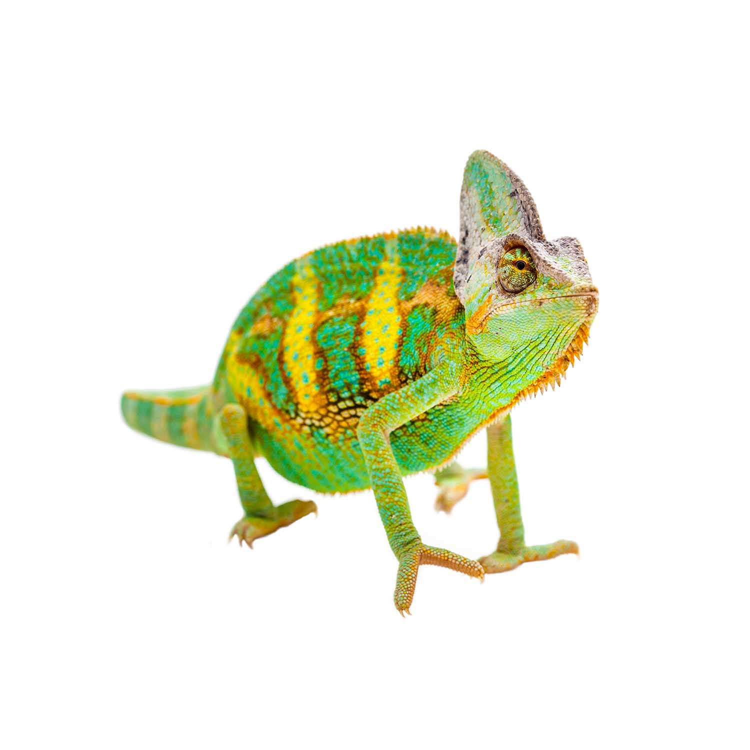 Chamaeleo calyptratus