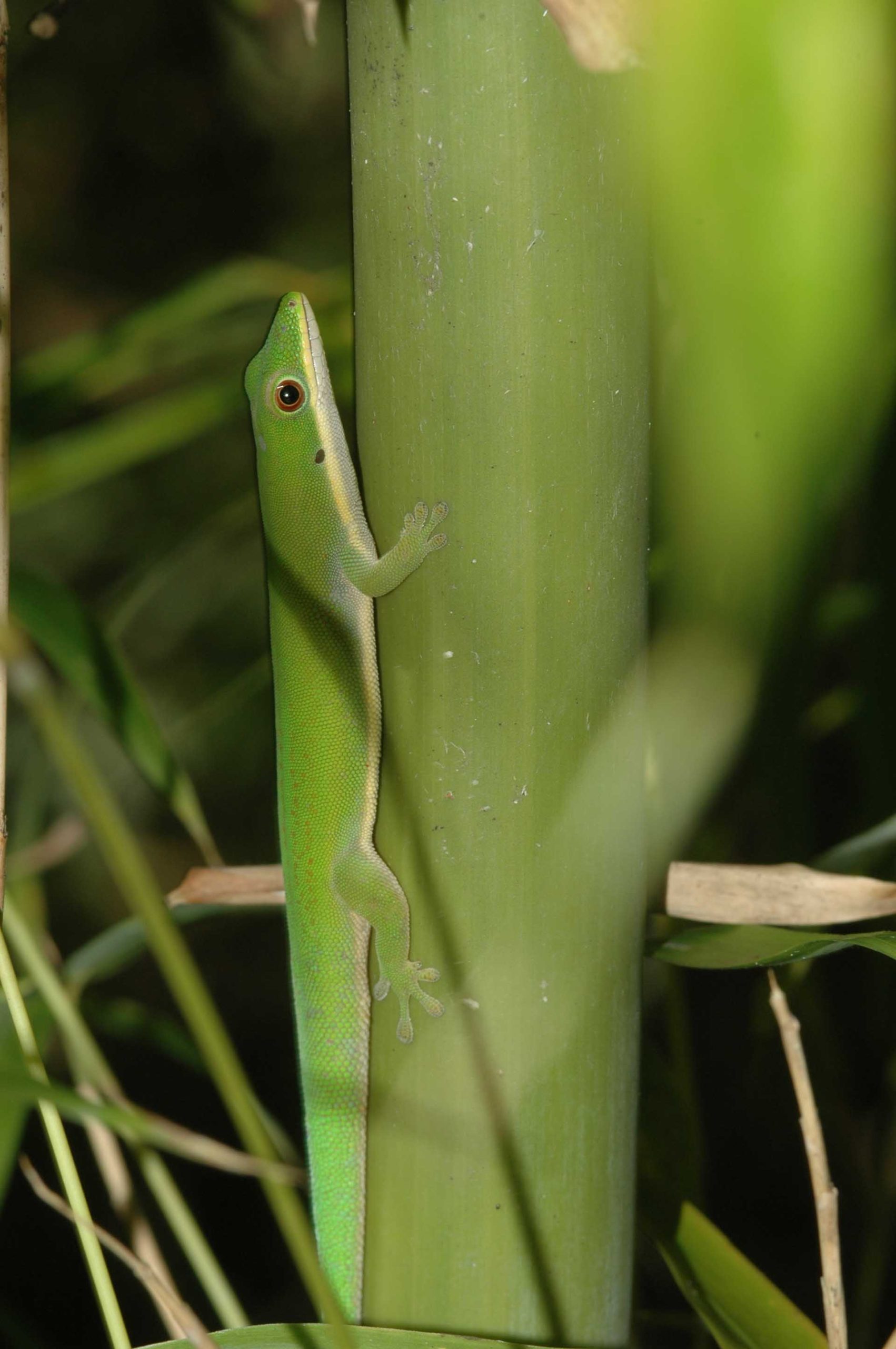 Die Halbinsel Ampasindava