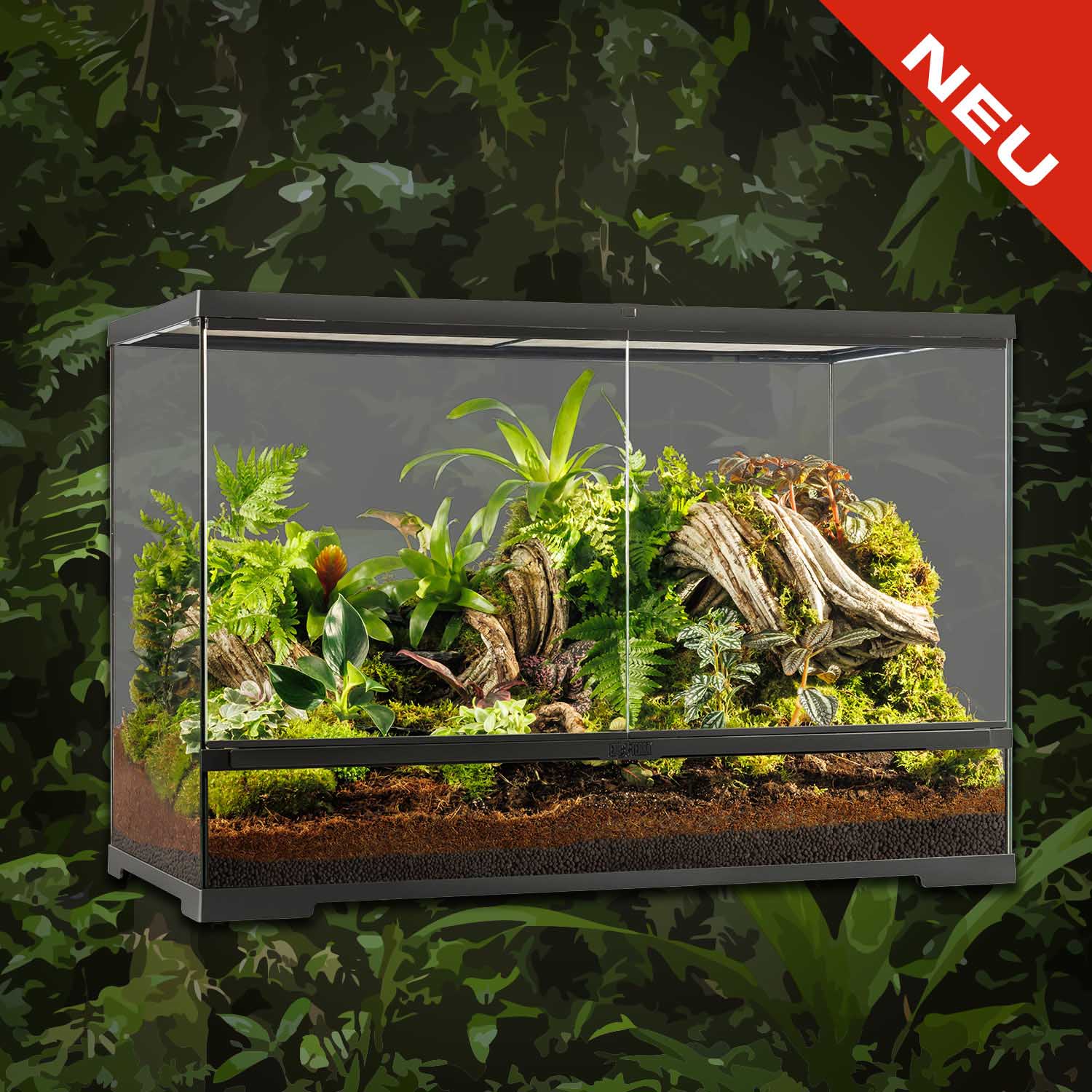 Chuckwalla (Sauromalus ater)