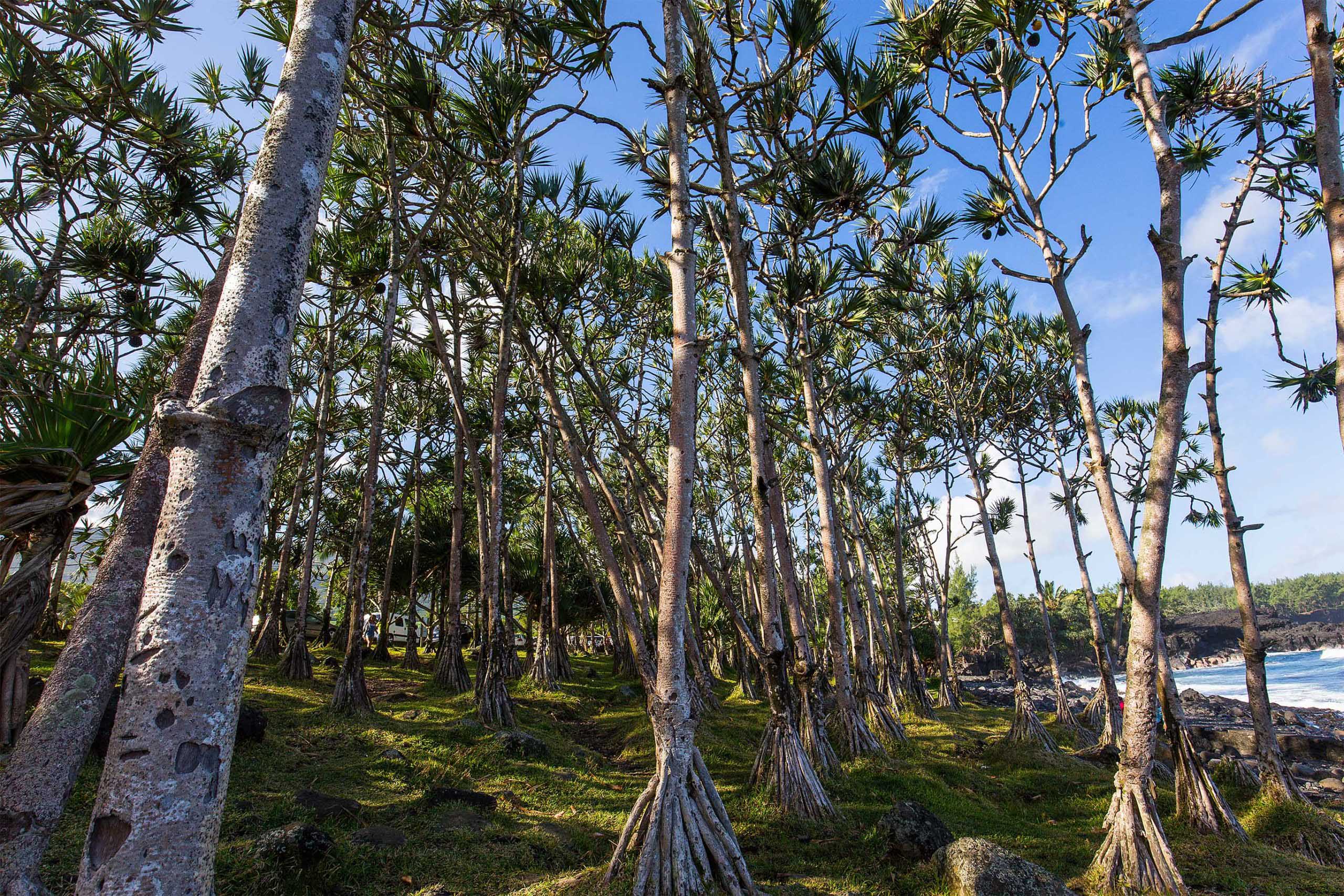 Ein Wald mit Pandanus utilis an einem Klippenrand im Süden von La Réunion