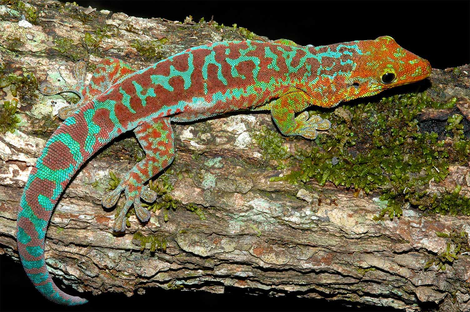 Phelsuma borbonica borbonica aus Bois-Blanc im Osten von La Réunion