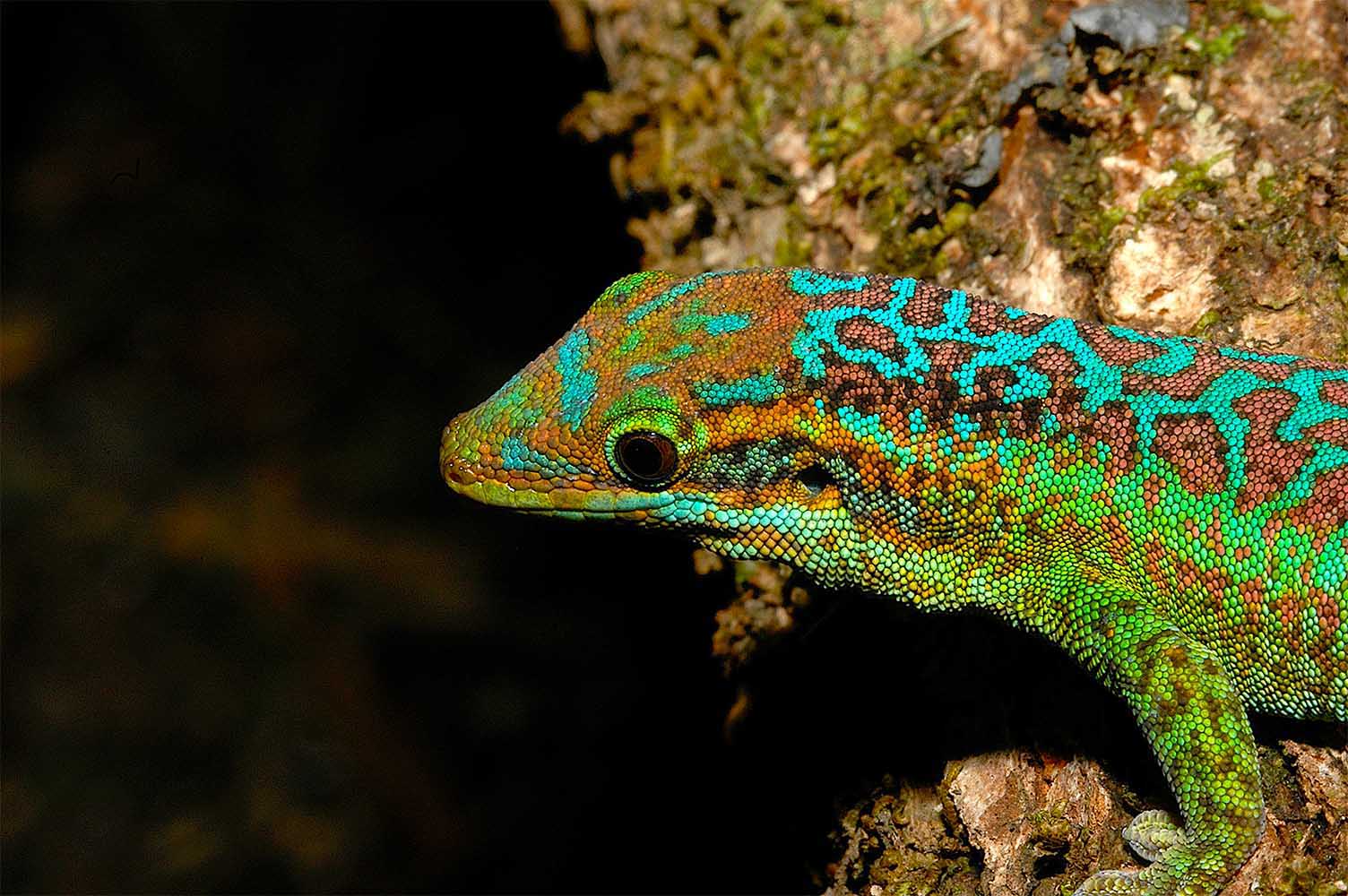Phelsuma borbonica borbonica im Forêt du Cratère im Osten von La Réunion