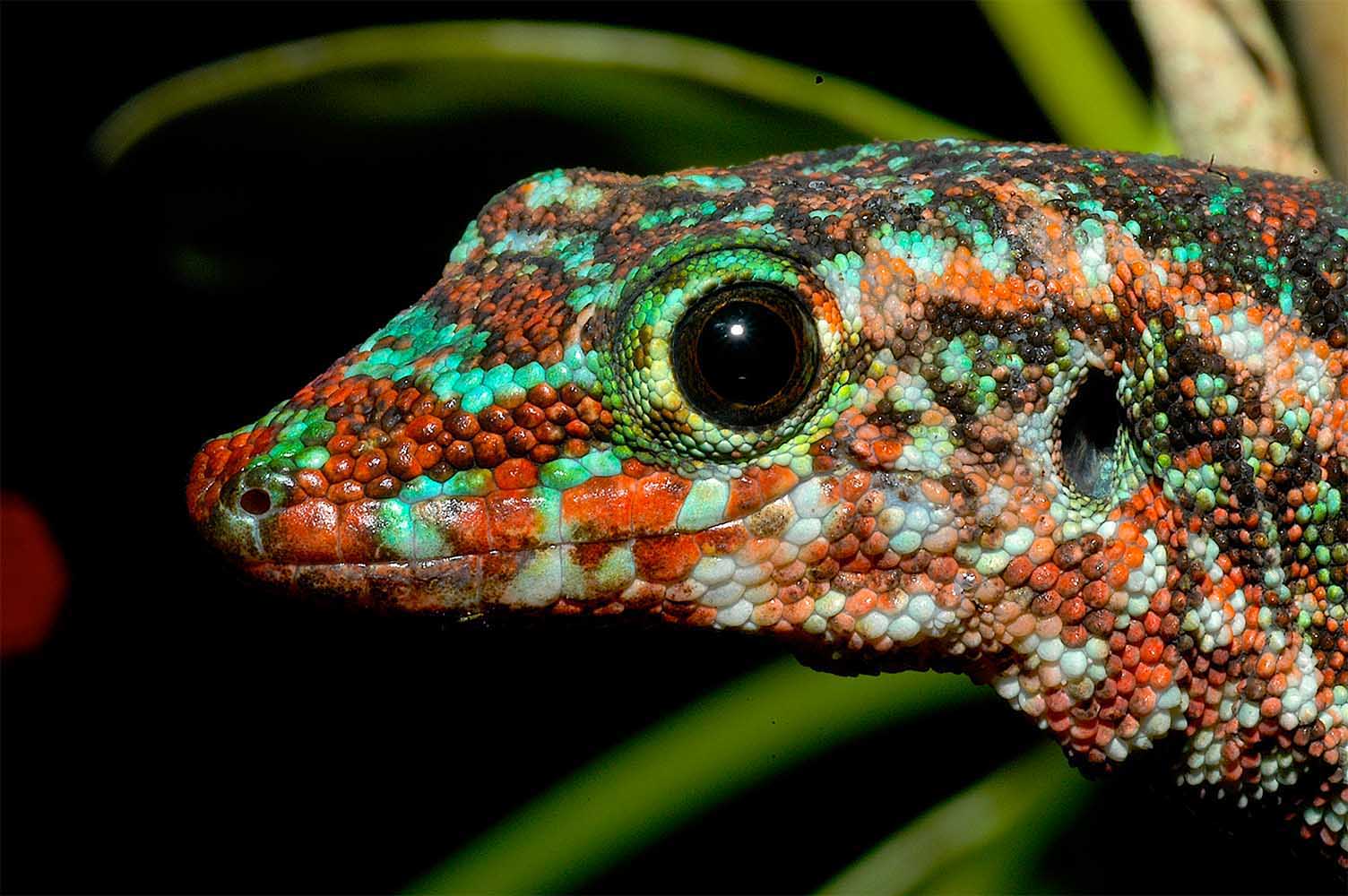 Phelsuma borbonica borbonica in Le Brûlé im Norden von La Réunion