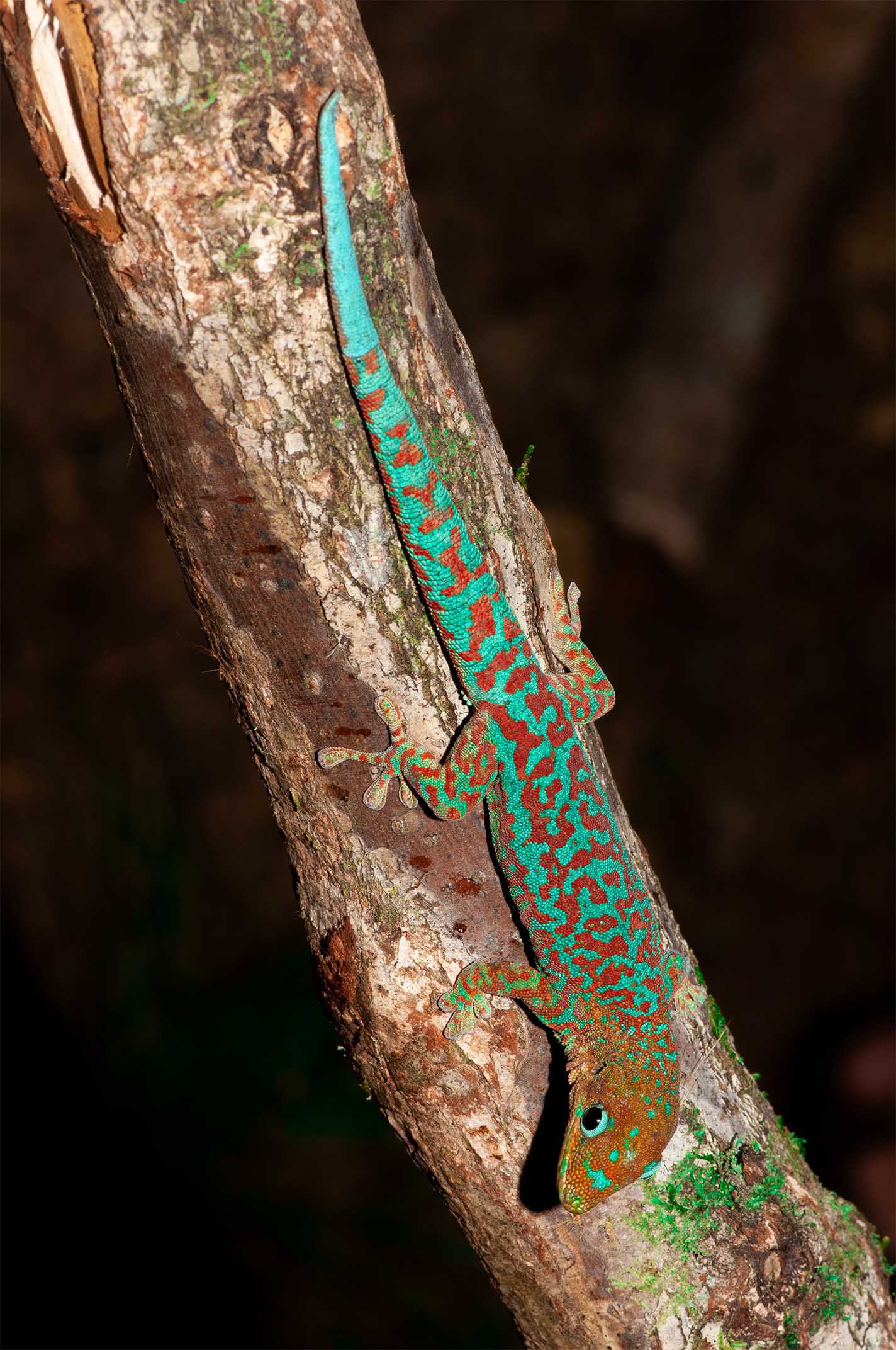 Phelsuma borbonica mater im Basse Valleé im Süden von La Réunion