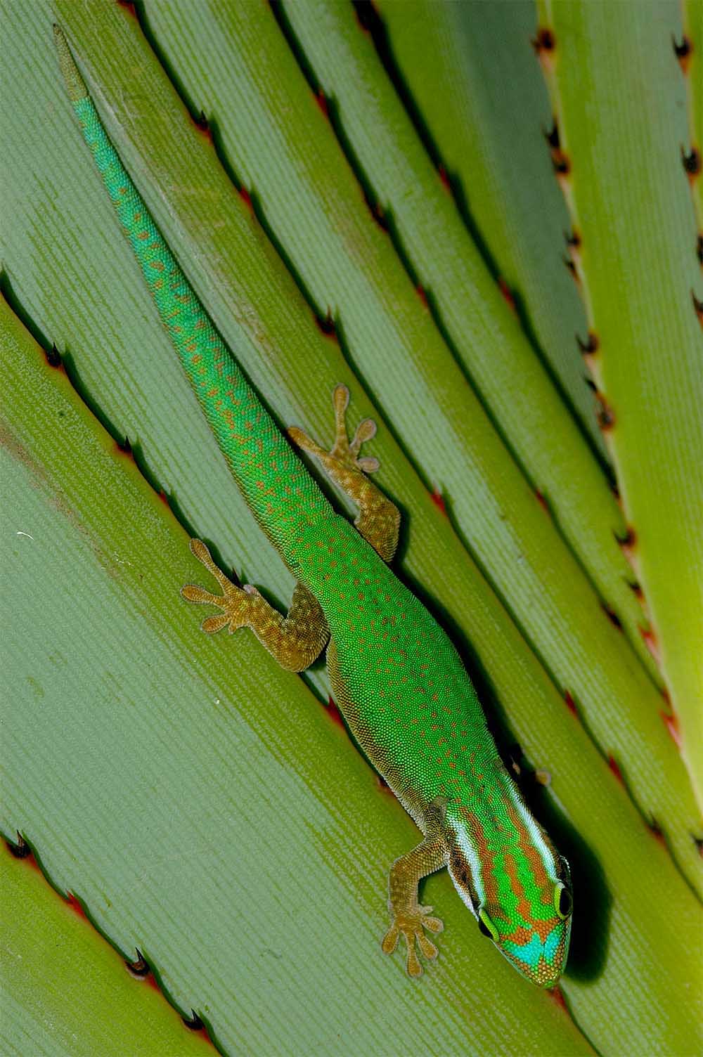 Phelsuma inexpectata auf den Blättern von Pandanus utilis