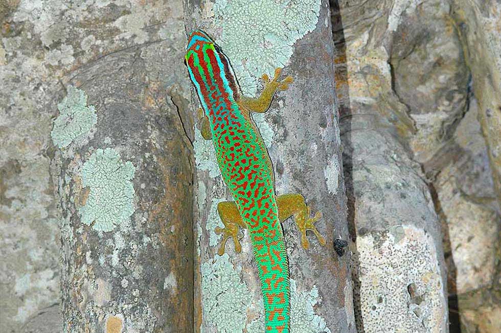 Schutz Der Taggeckos Der Insel La Réunion