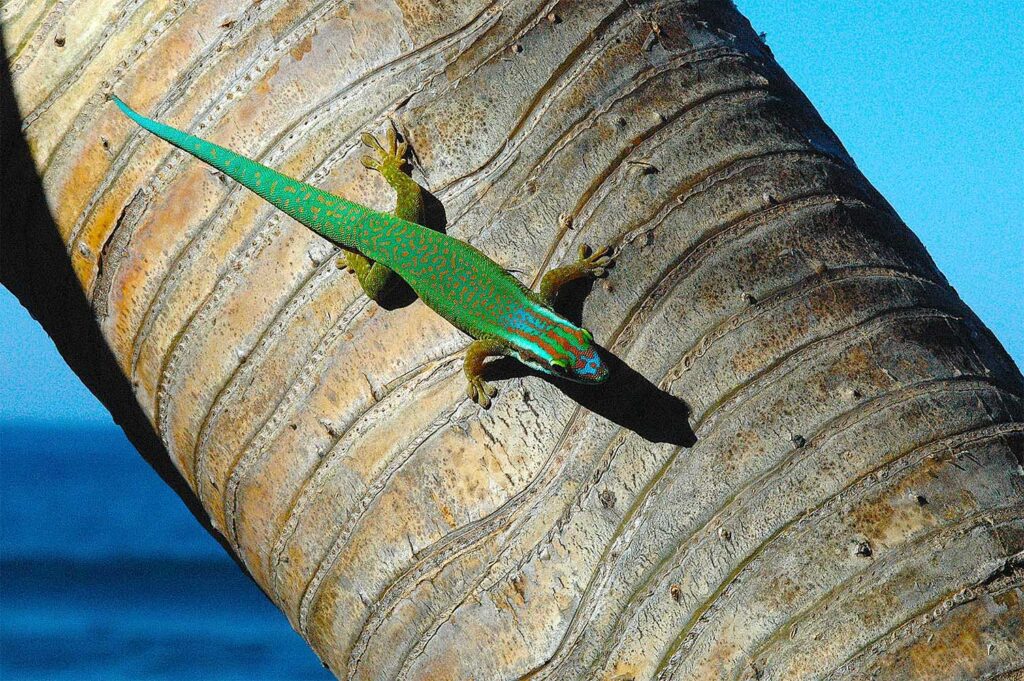 Die Einzigartige Welt Des Manapany-taggeckos
