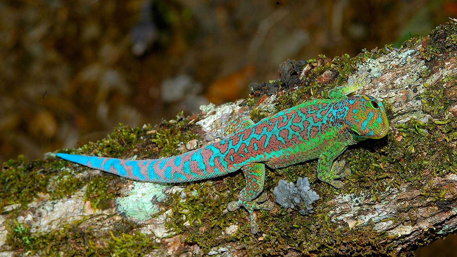 Phelsuma borbonica borbonica aus den Höhen von St. Rose im Osten von La Réunion