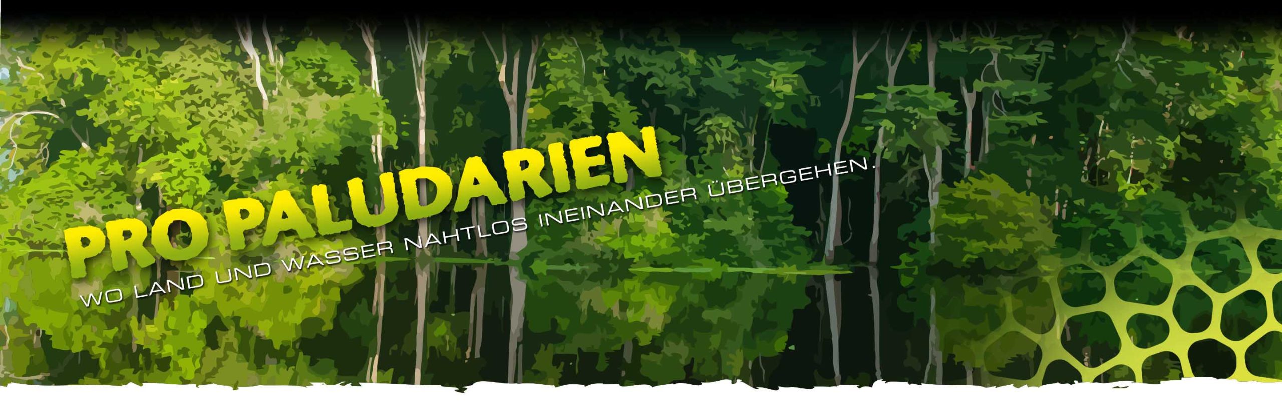Frog Terrariums Header