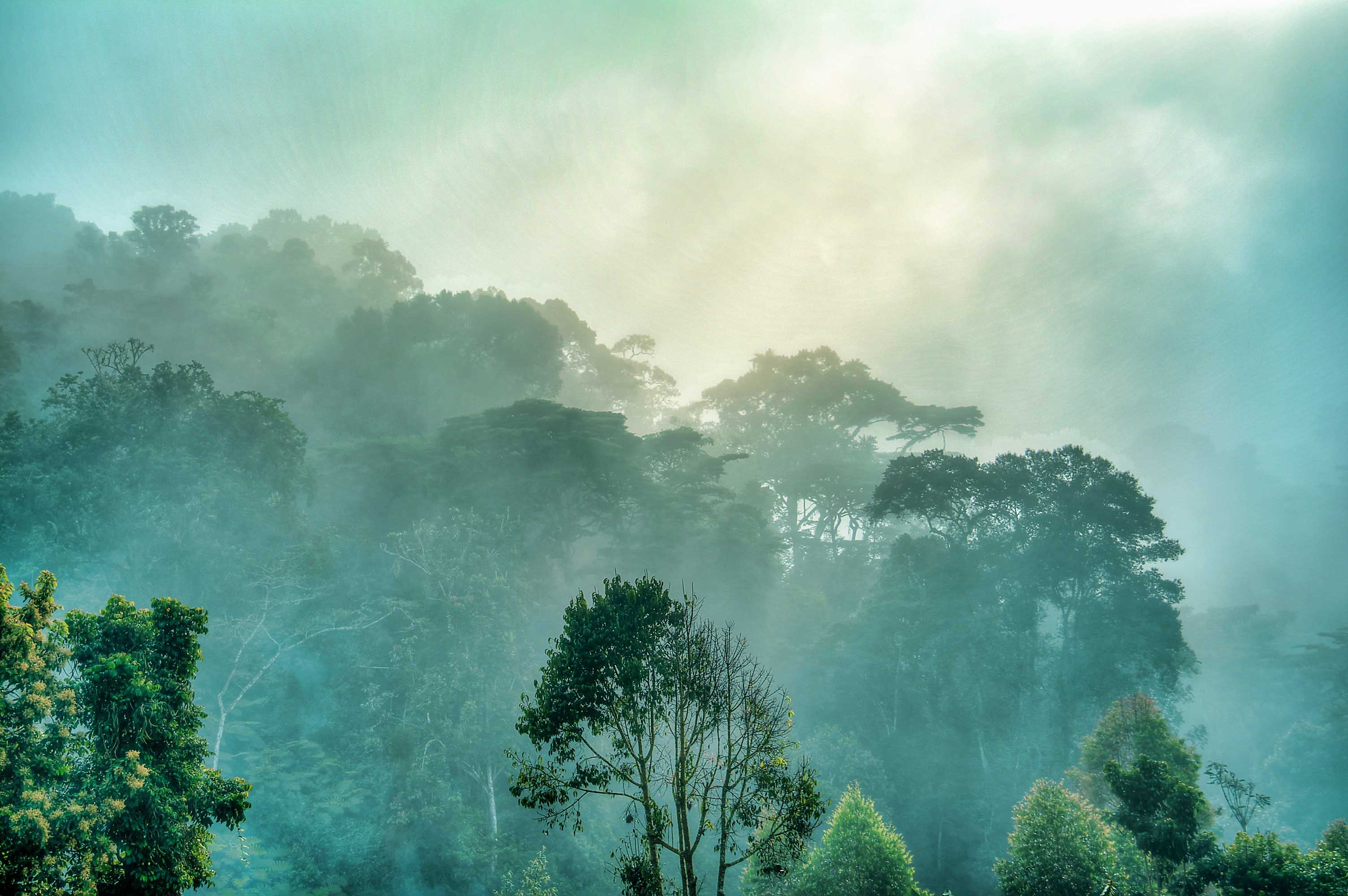 Der undurchdringliche Bwindi-Regenwald