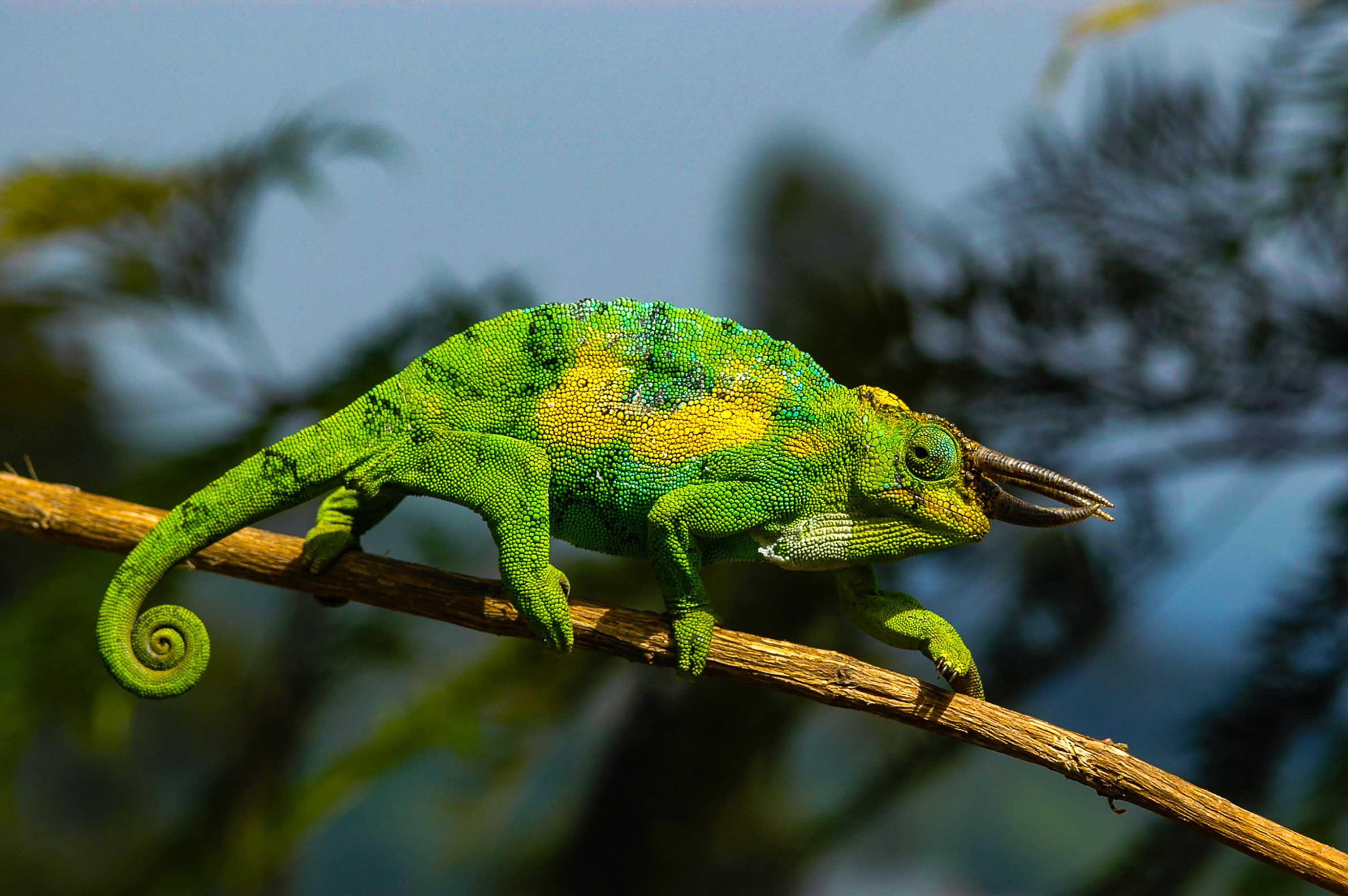 Der undurchdringliche Bwindi-Regenwald