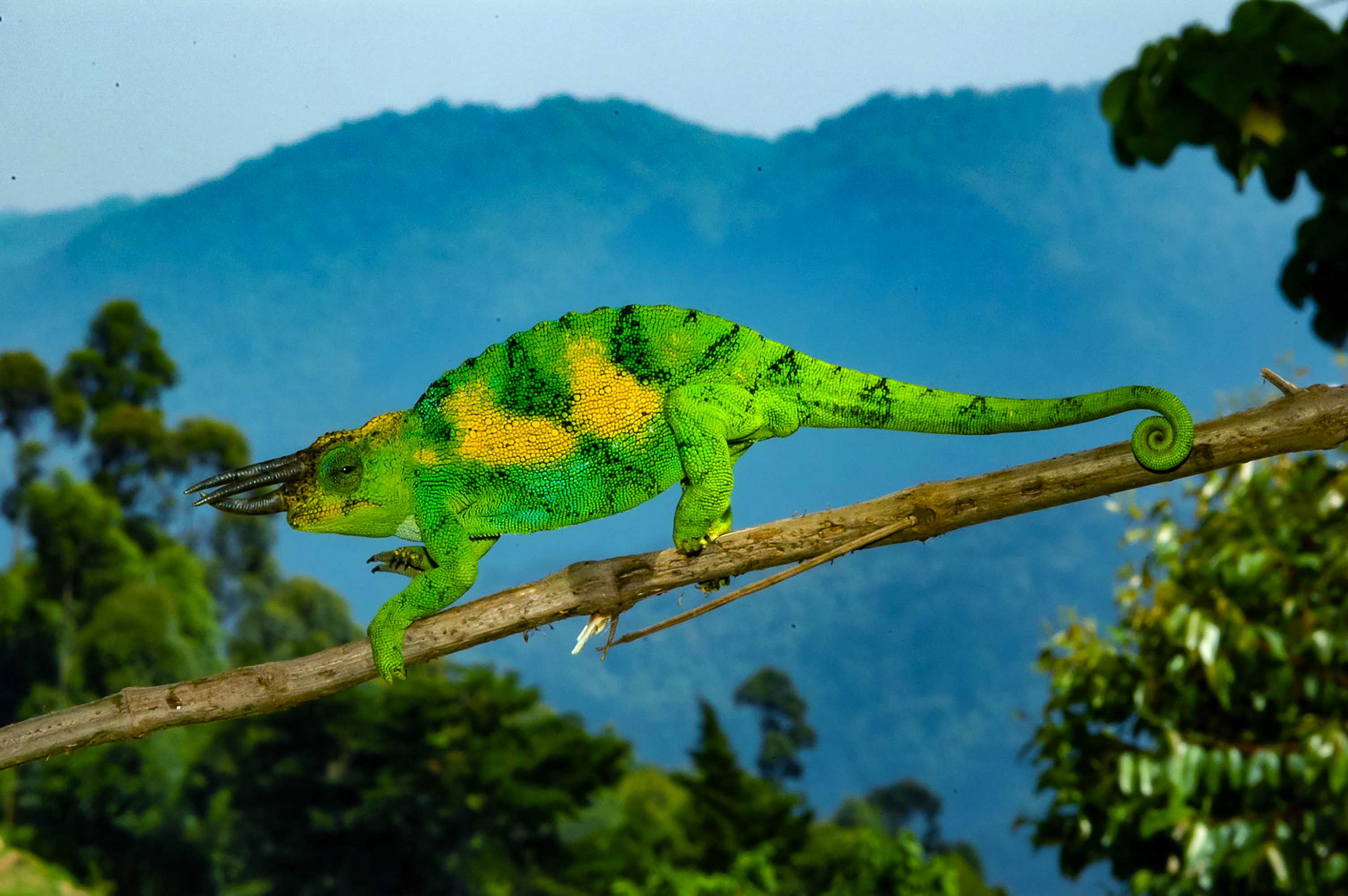 Der undurchdringliche Bwindi-Regenwald