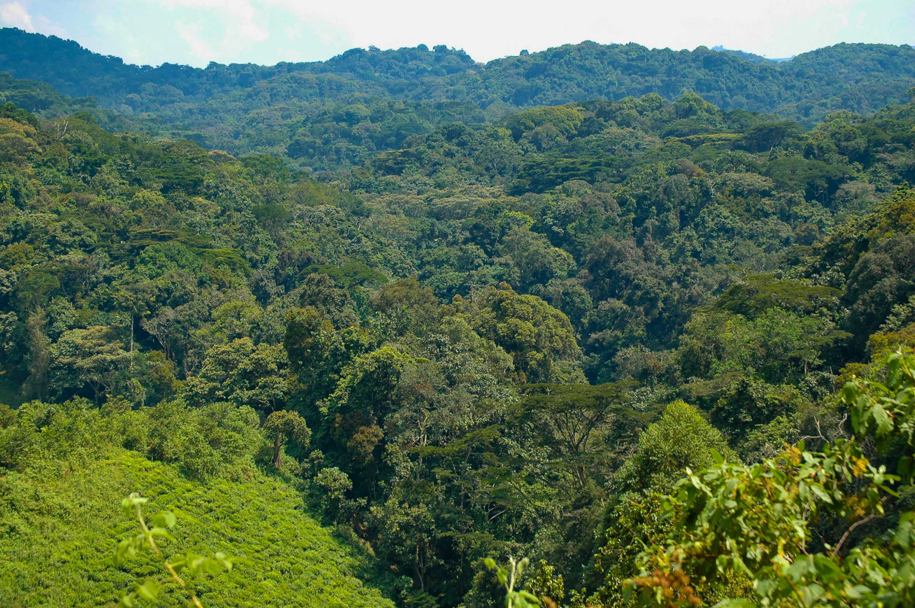 Der undurchdringliche Bwindi-Regenwald