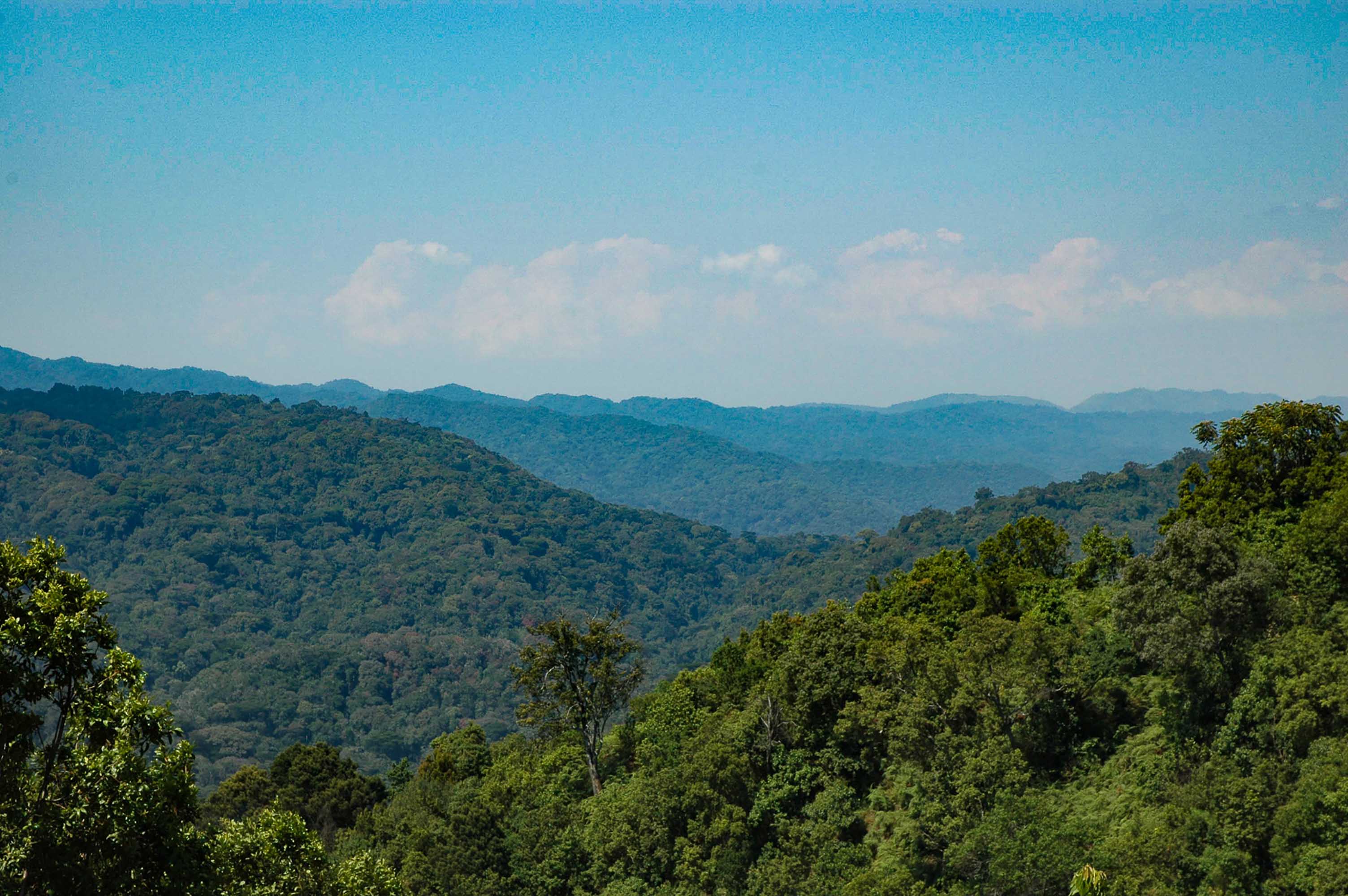 Der undurchdringliche Bwindi-Regenwald