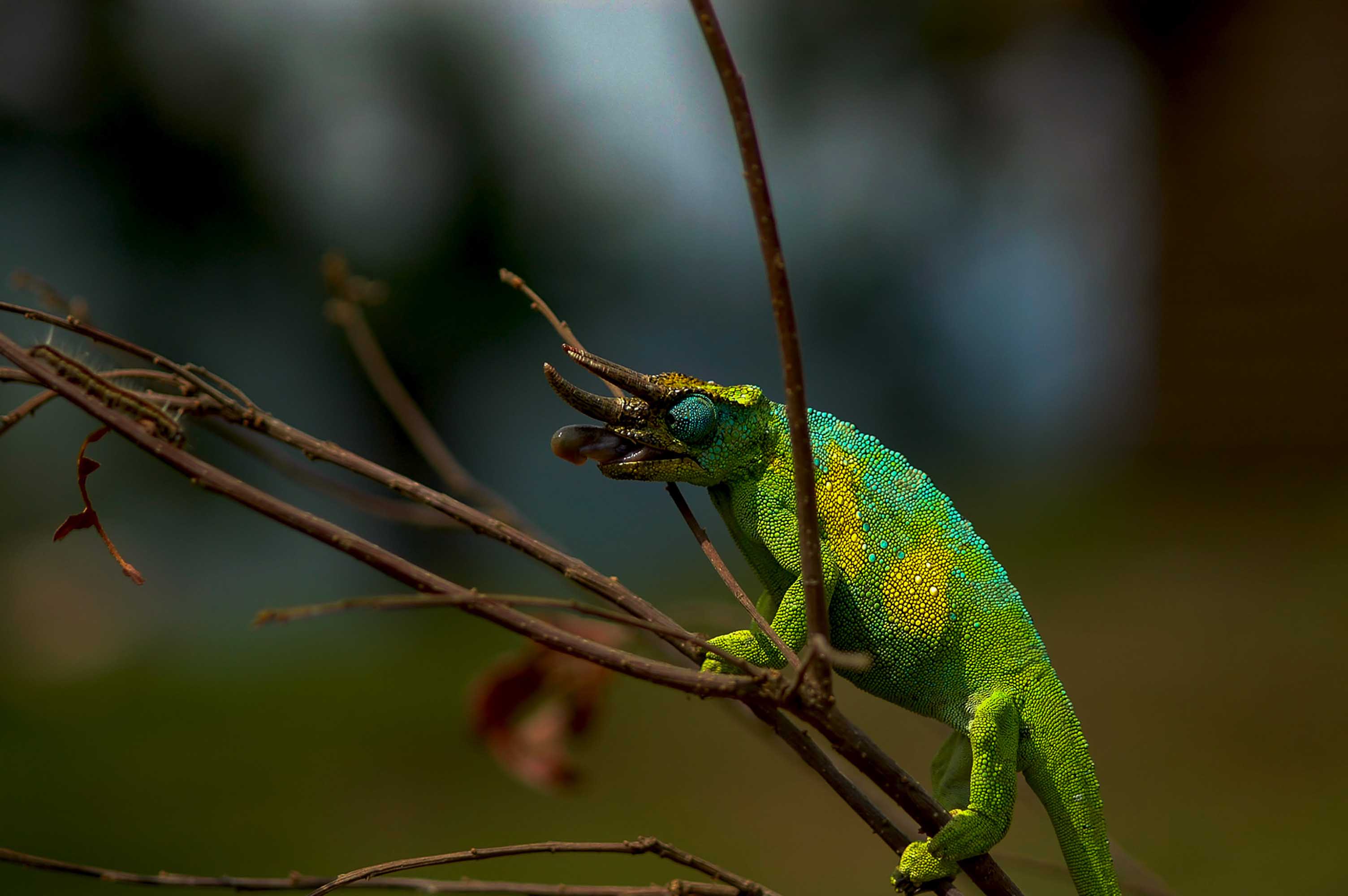 Der undurchdringliche Bwindi-Regenwald