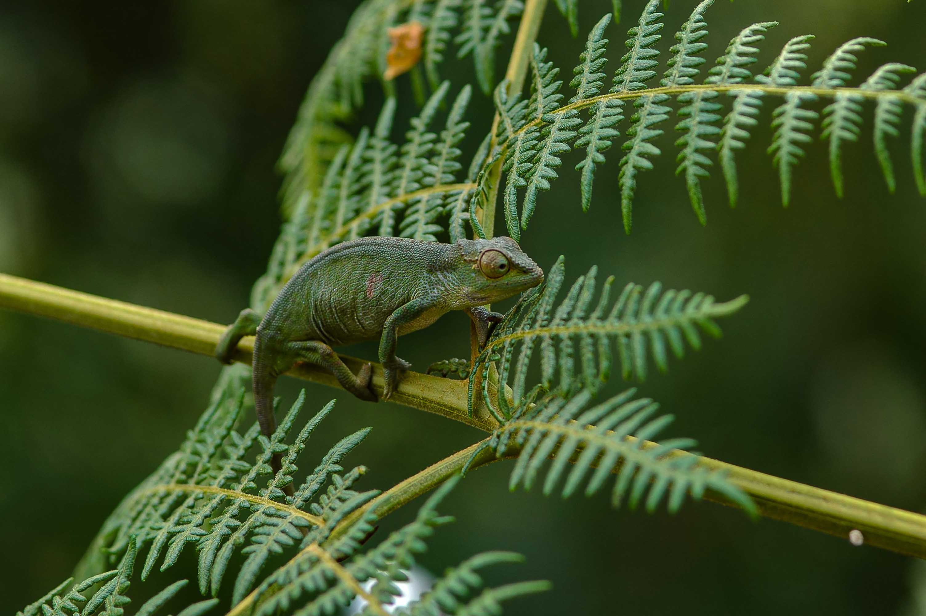 Der undurchdringliche Bwindi-Regenwald