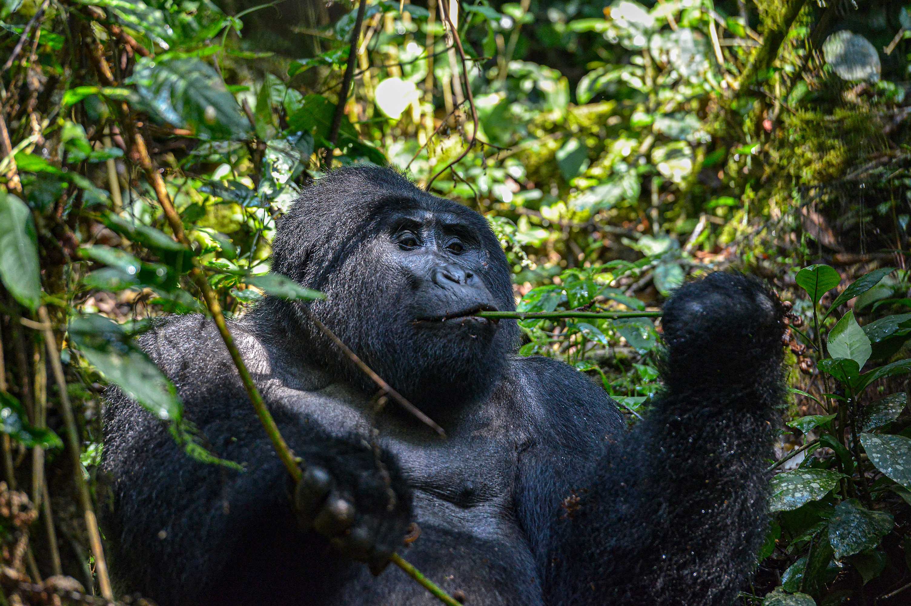 Der undurchdringliche Bwindi-Regenwald