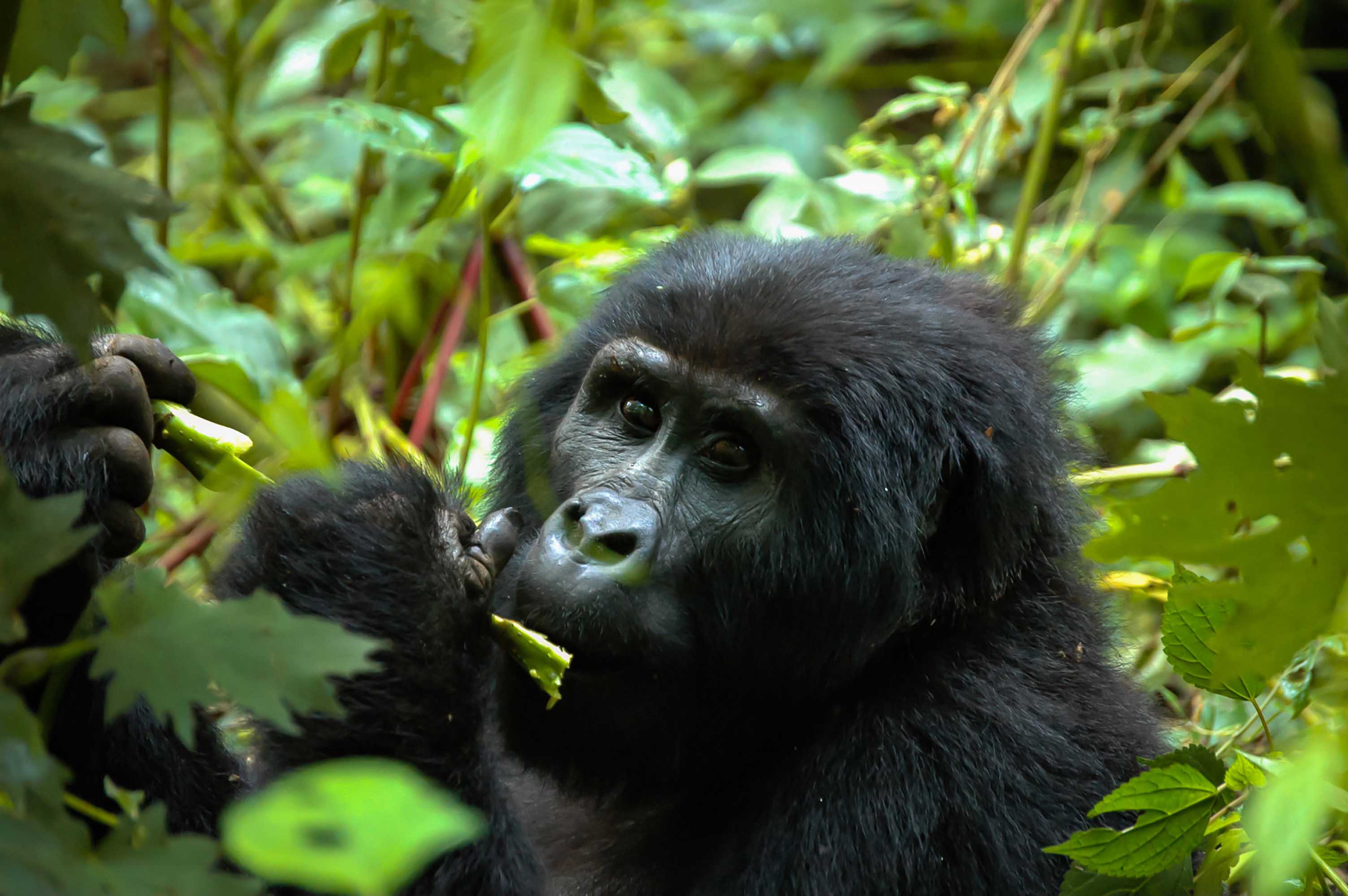 Der undurchdringliche Bwindi-Regenwald