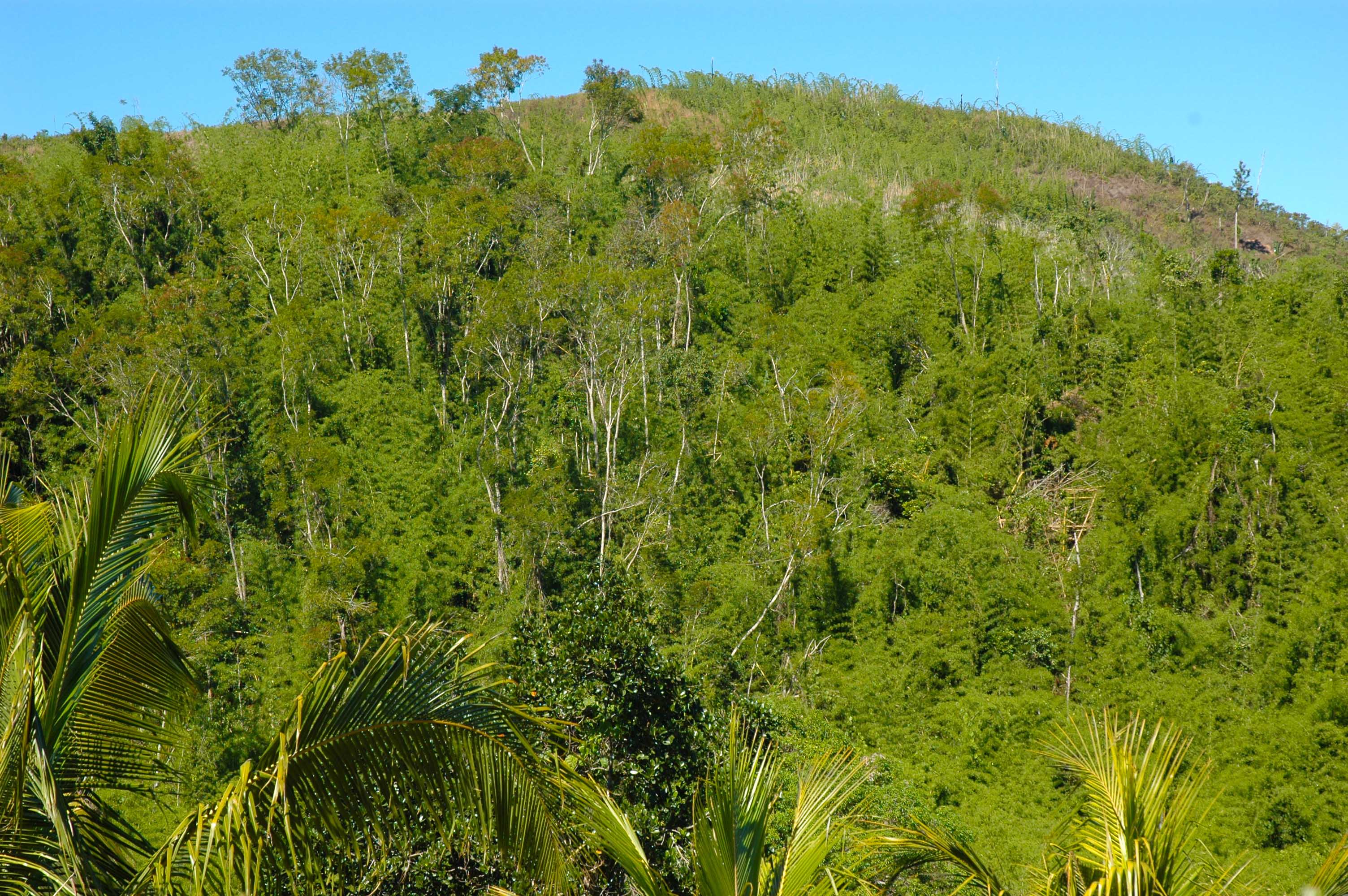 Entdeckung Eines Neuen Geckos
