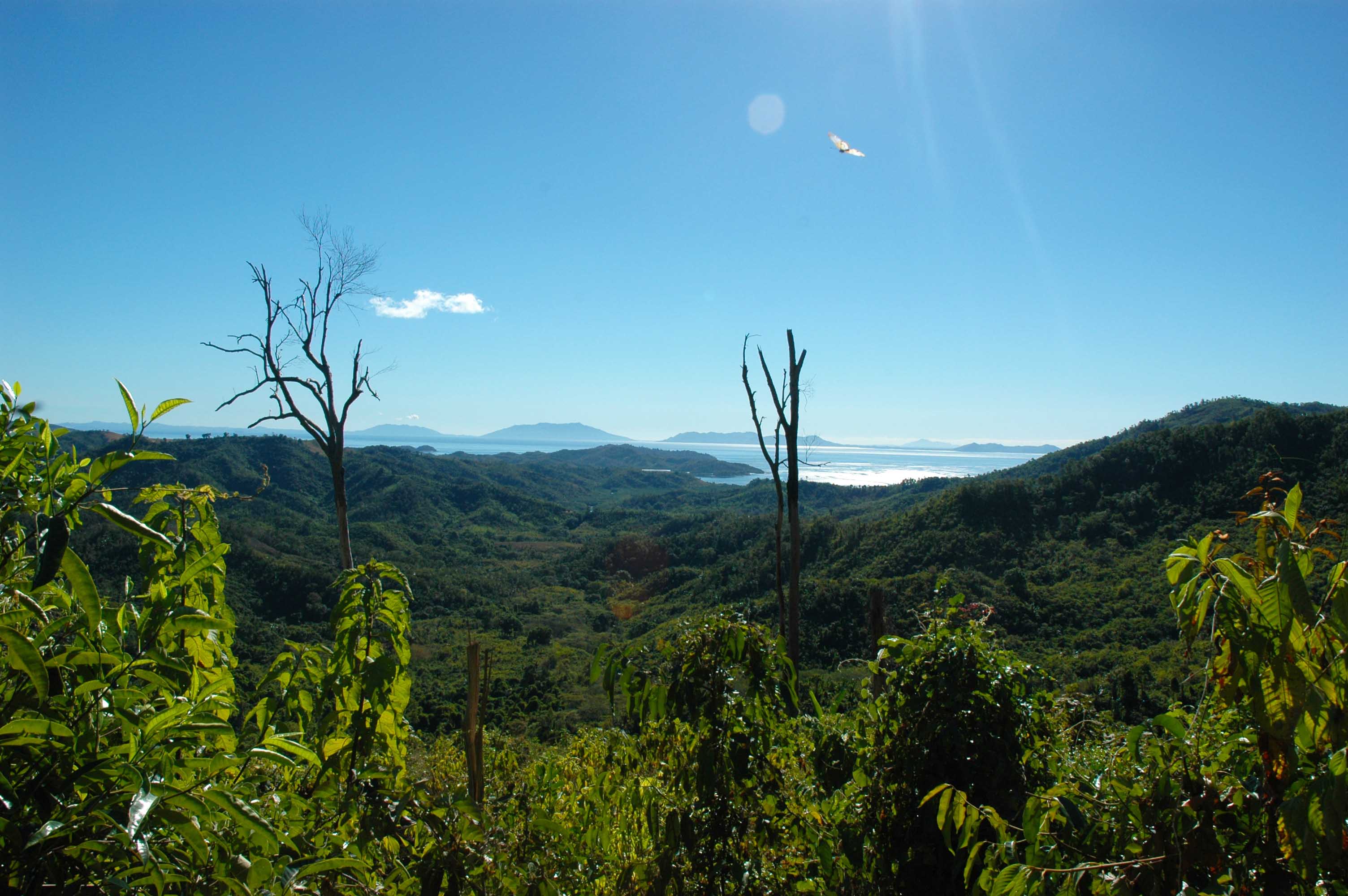 Entdeckung Eines Neuen Geckos