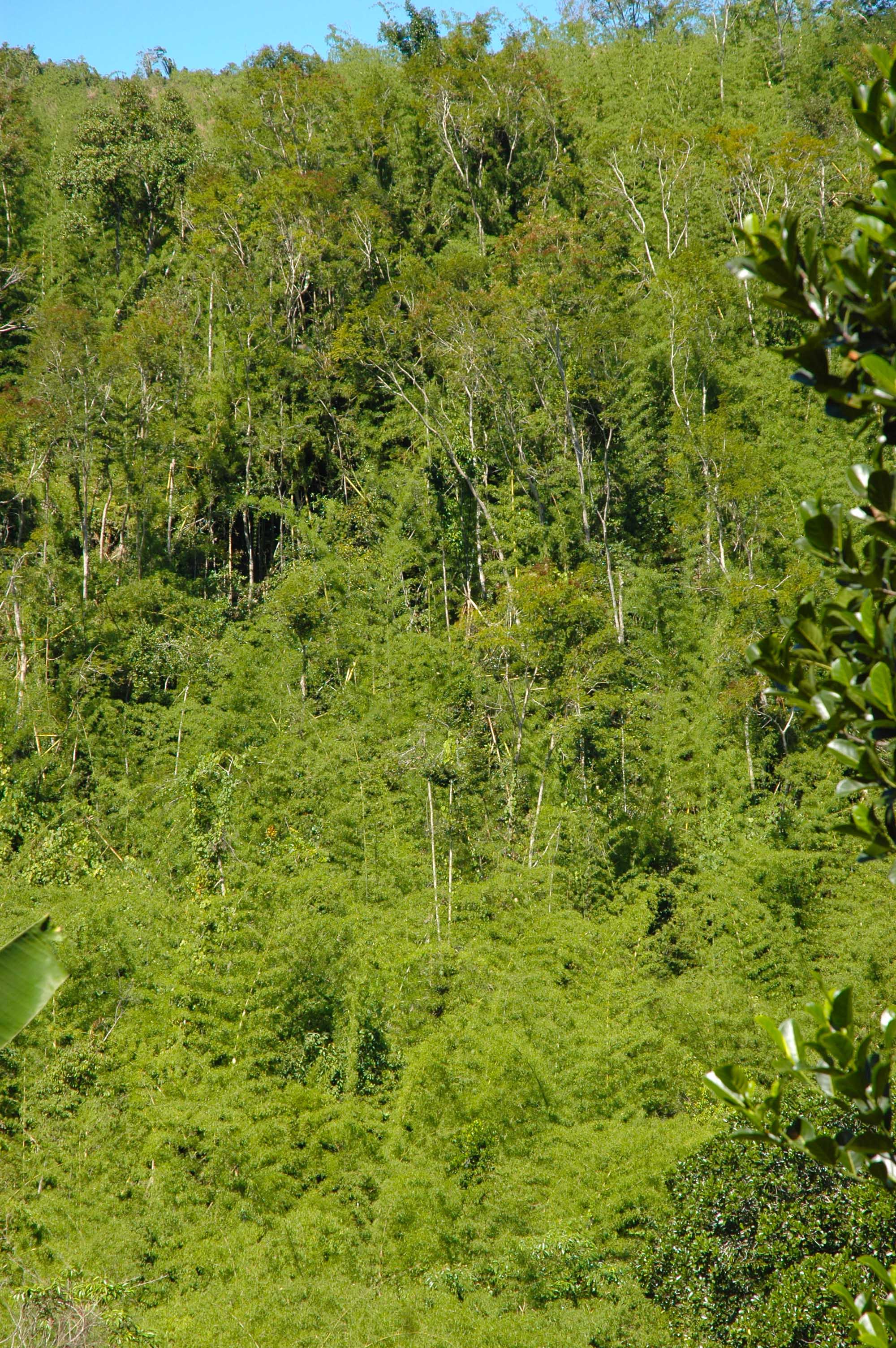 Entdeckung Eines Neuen Geckos