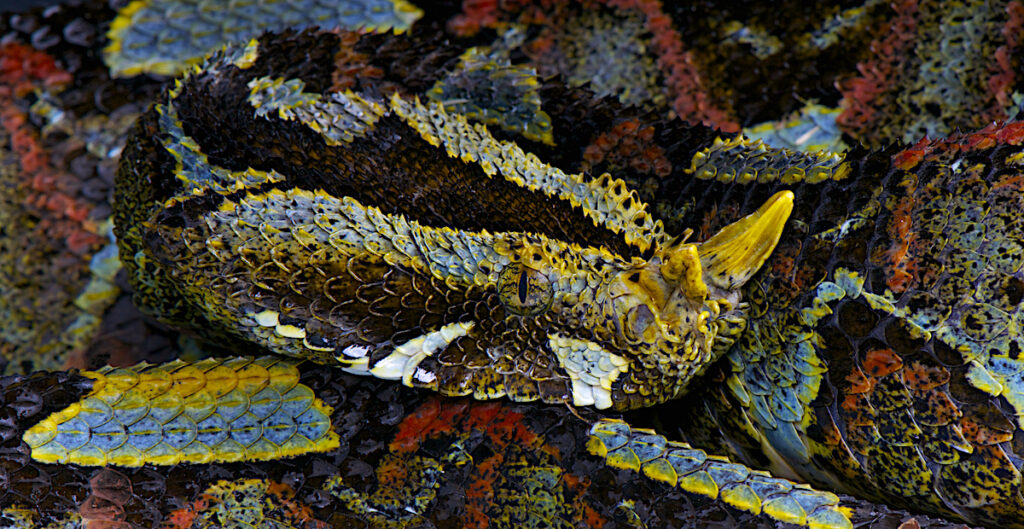 Der Kibale-Nationalpark