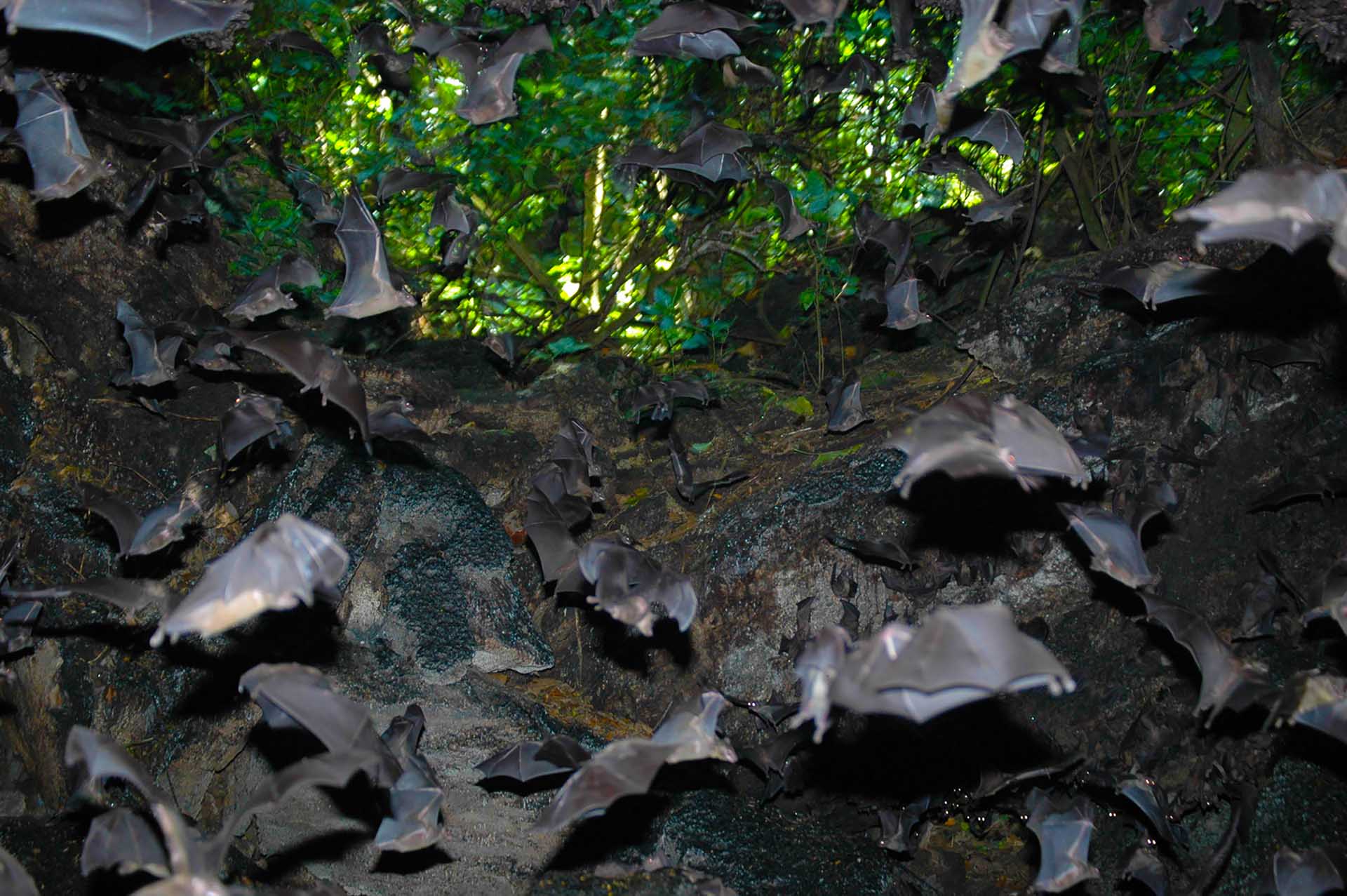 Der Maramagambo-Wald