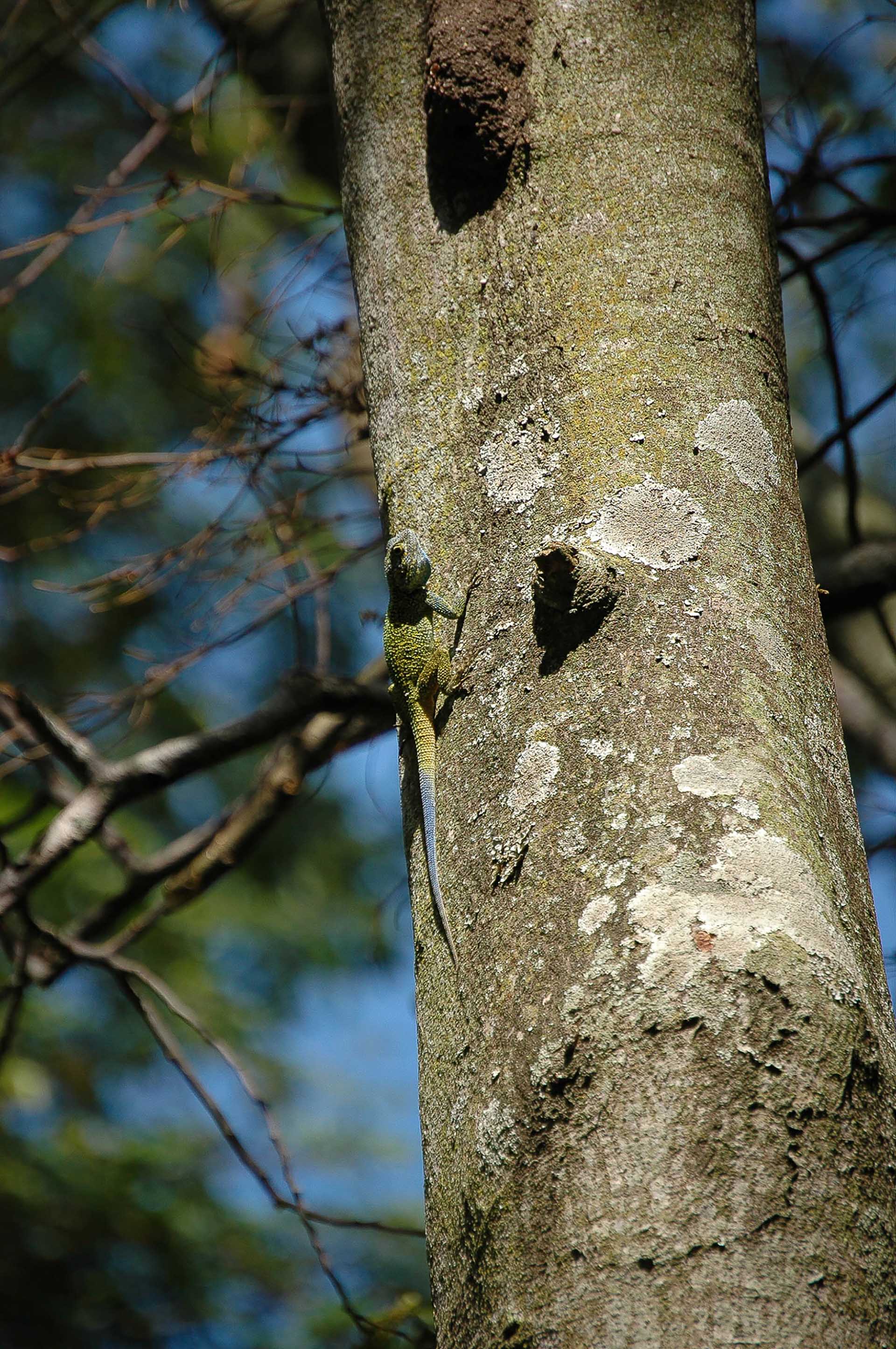 Der Maramagambo-Wald