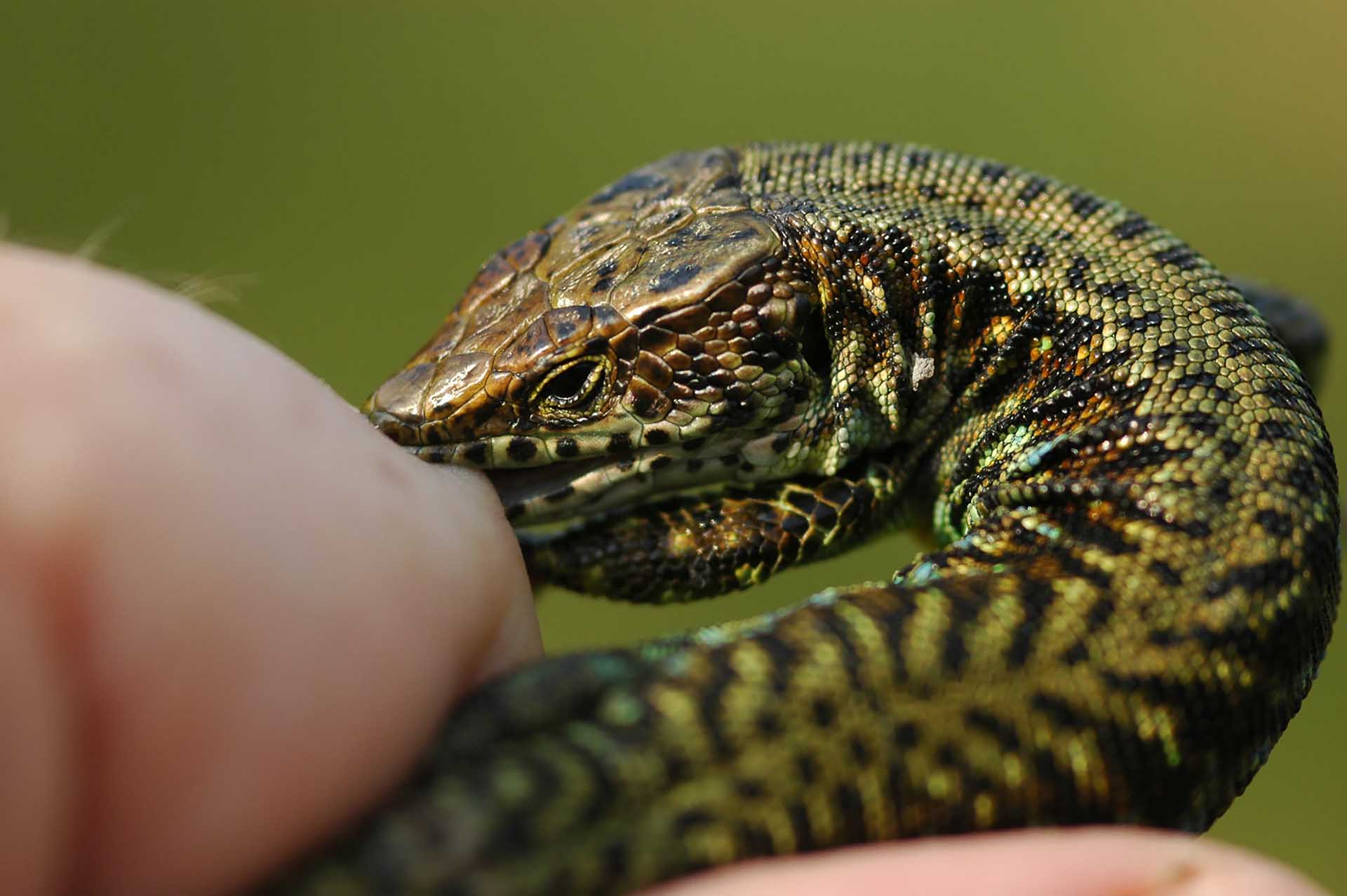 Der Maramagambo-Wald