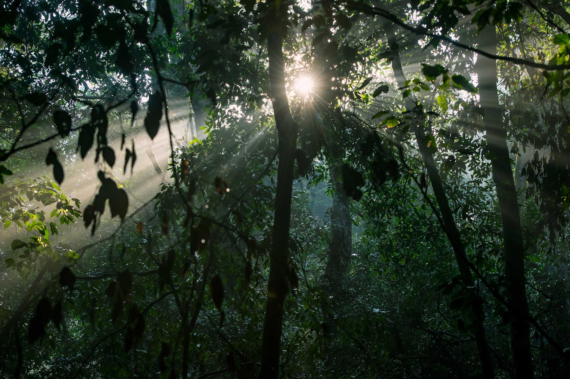 Der Maramagambo-Wald