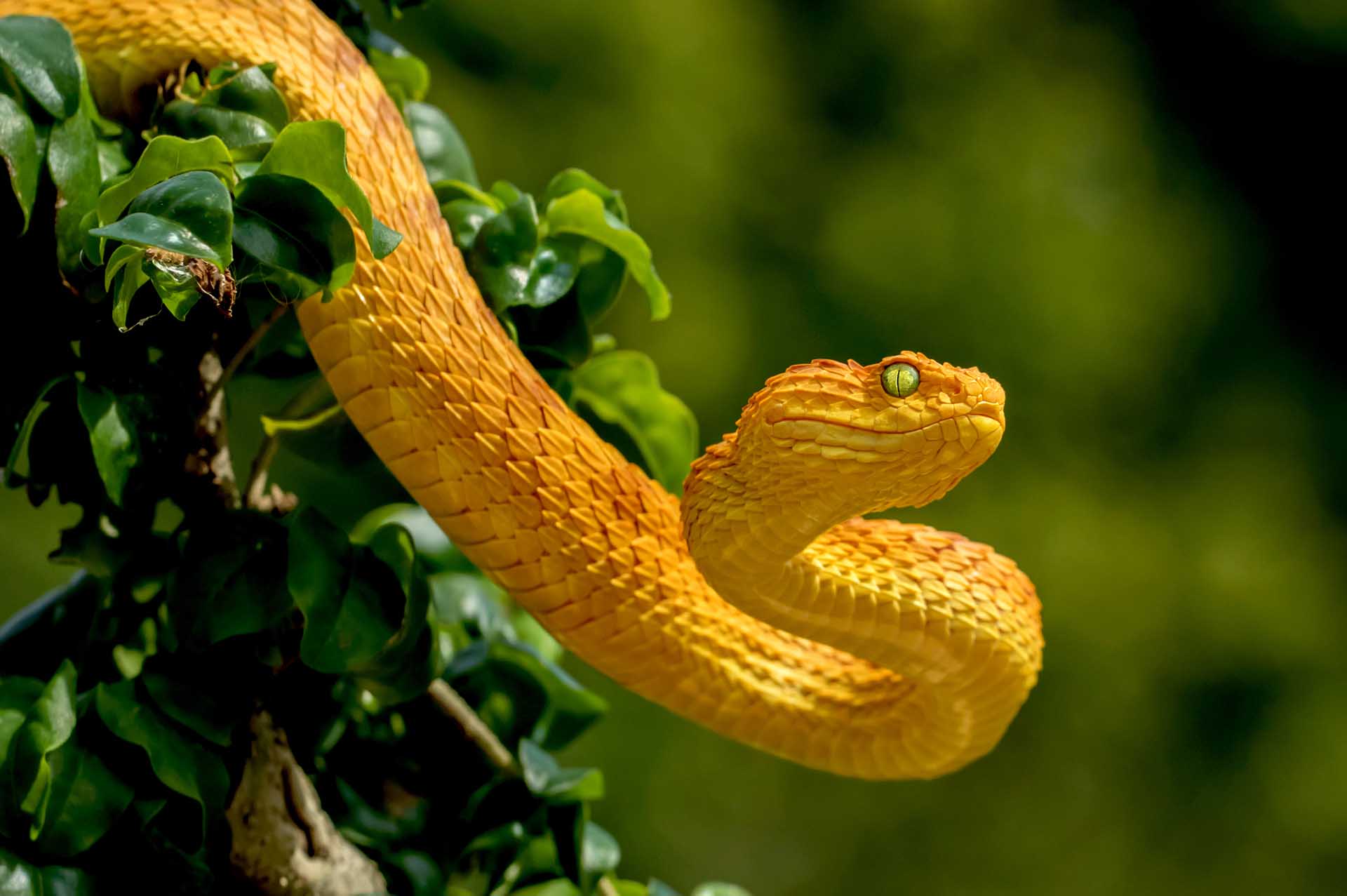 Der Maramagambo-Wald