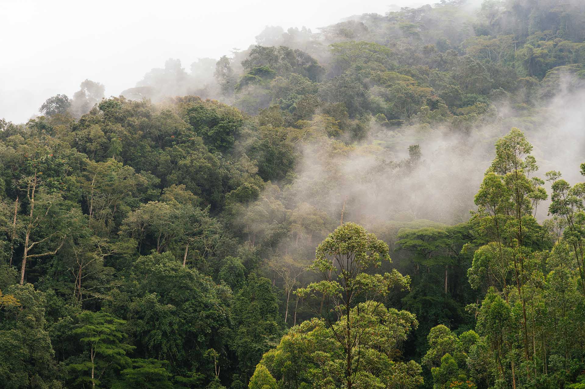 Der Maramagambo-Wald