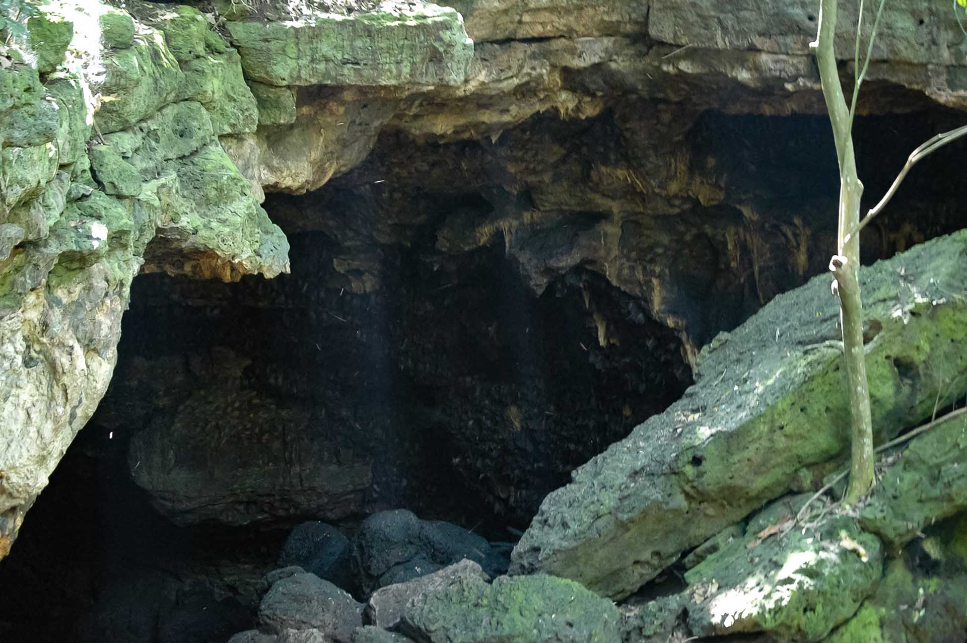 Der Maramagambo-Wald