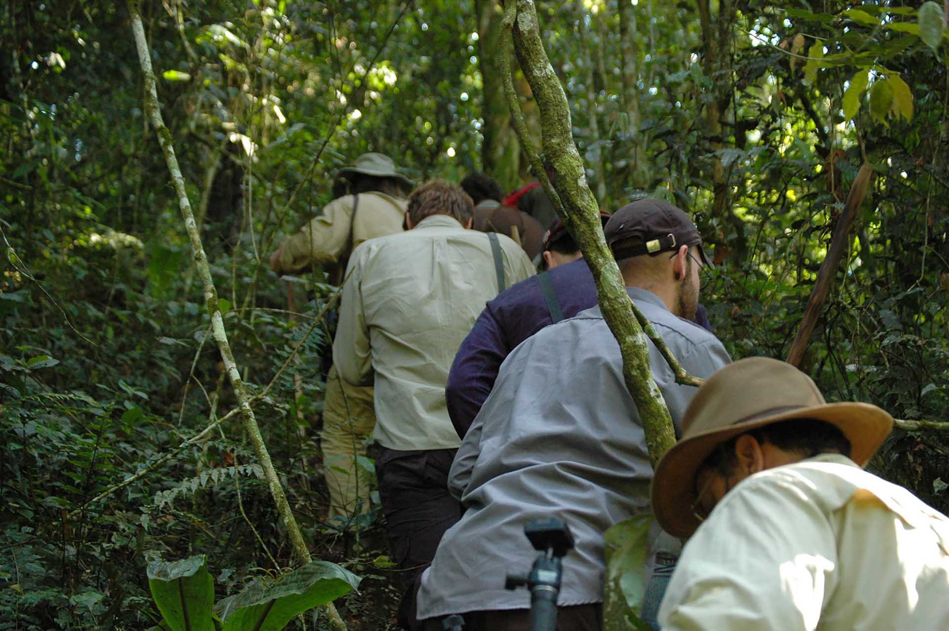 Der Maramagambo-Wald