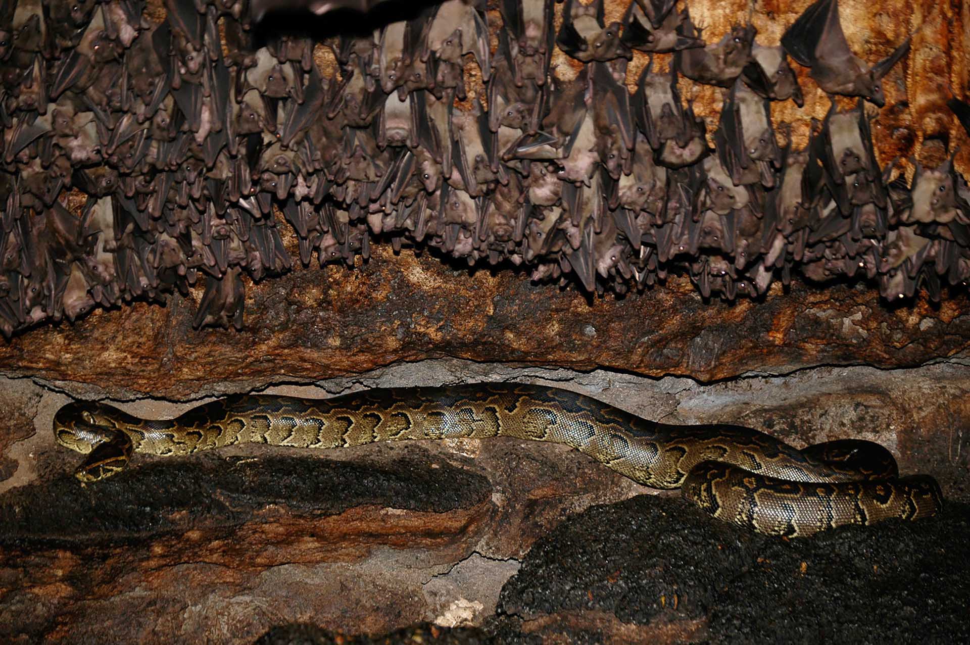 Der Maramagambo-Wald