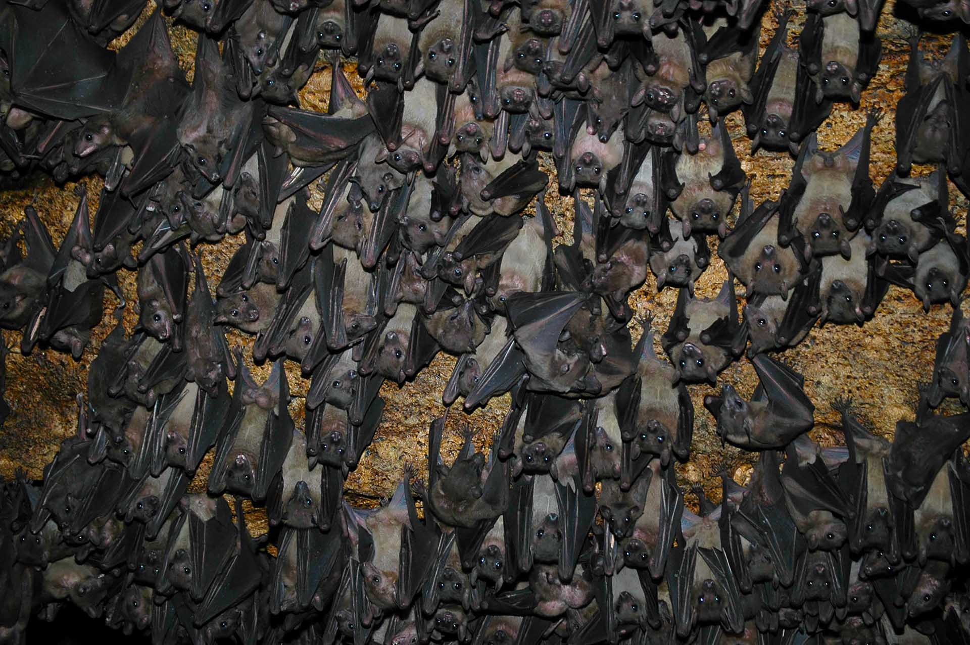 Der Maramagambo-Wald