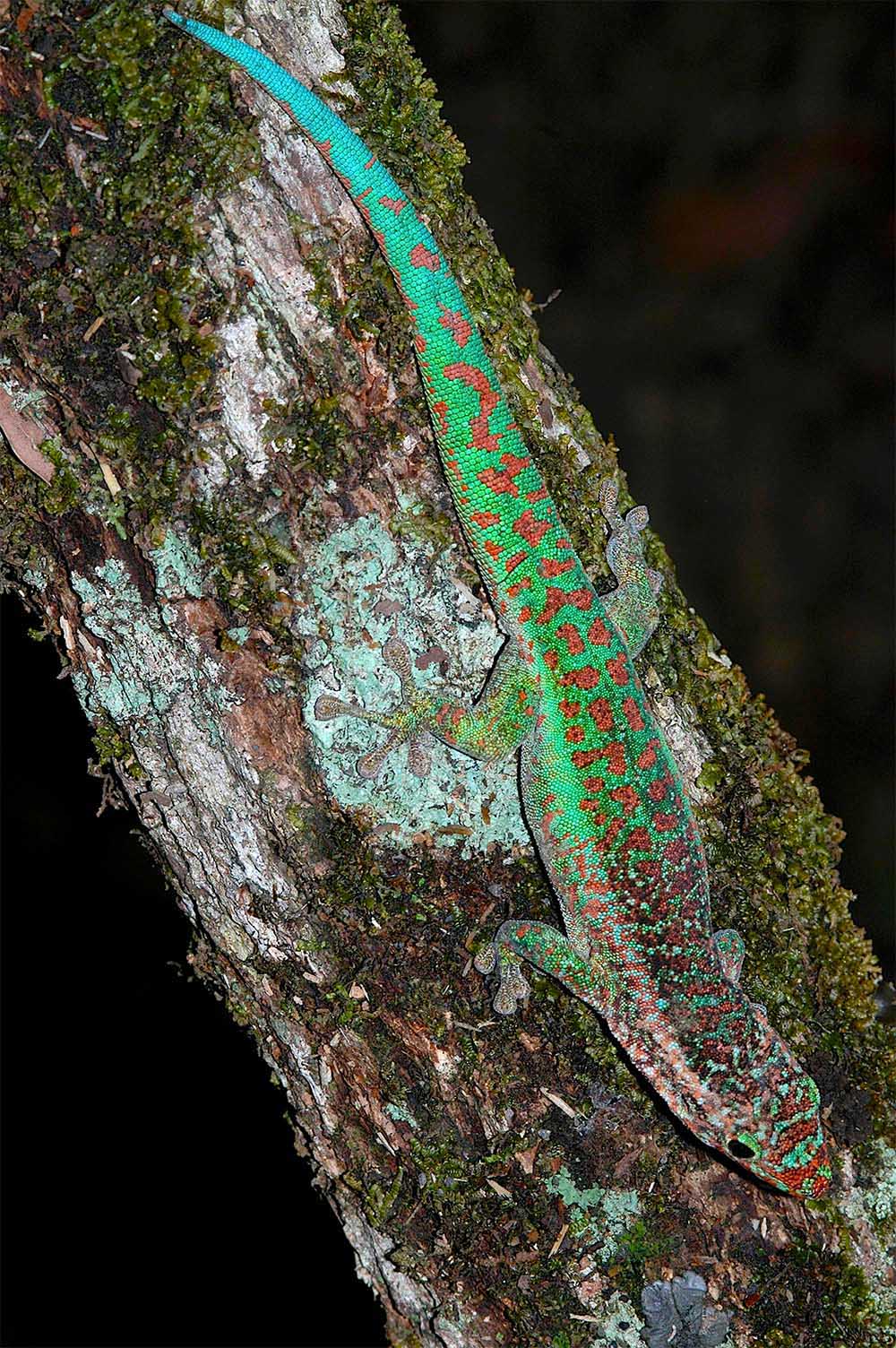 Phelsuma borbonica borbonica in Le Brûlé im Norden von La Réunion