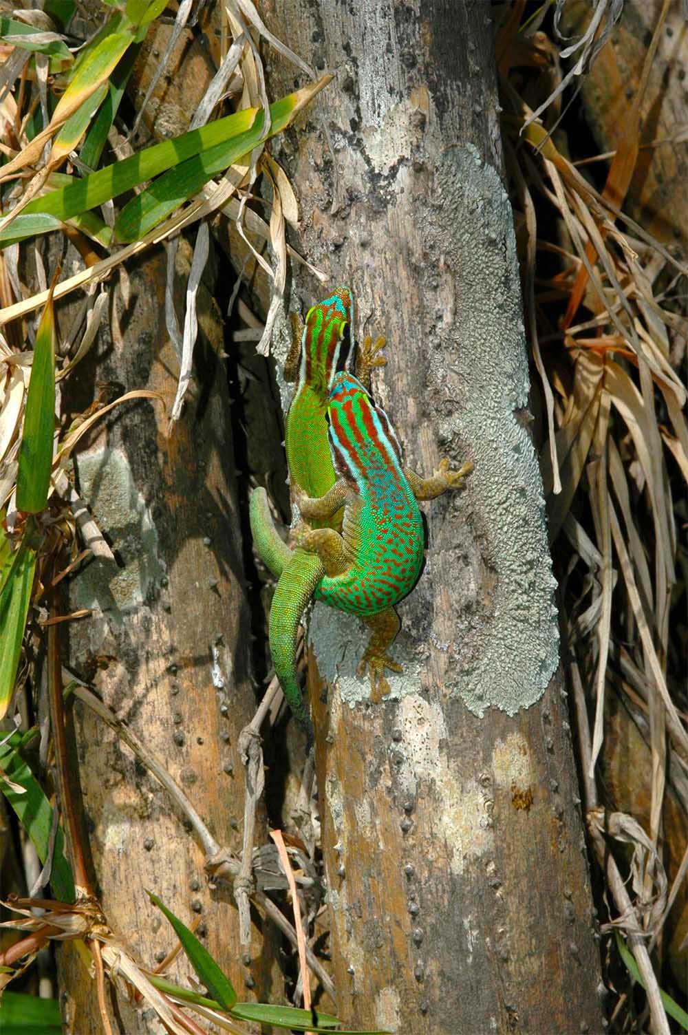 Ein sich paarendes Paar von Phelsuma inexpectata in der Nähe von Petite-Île im Süden von La Réunion