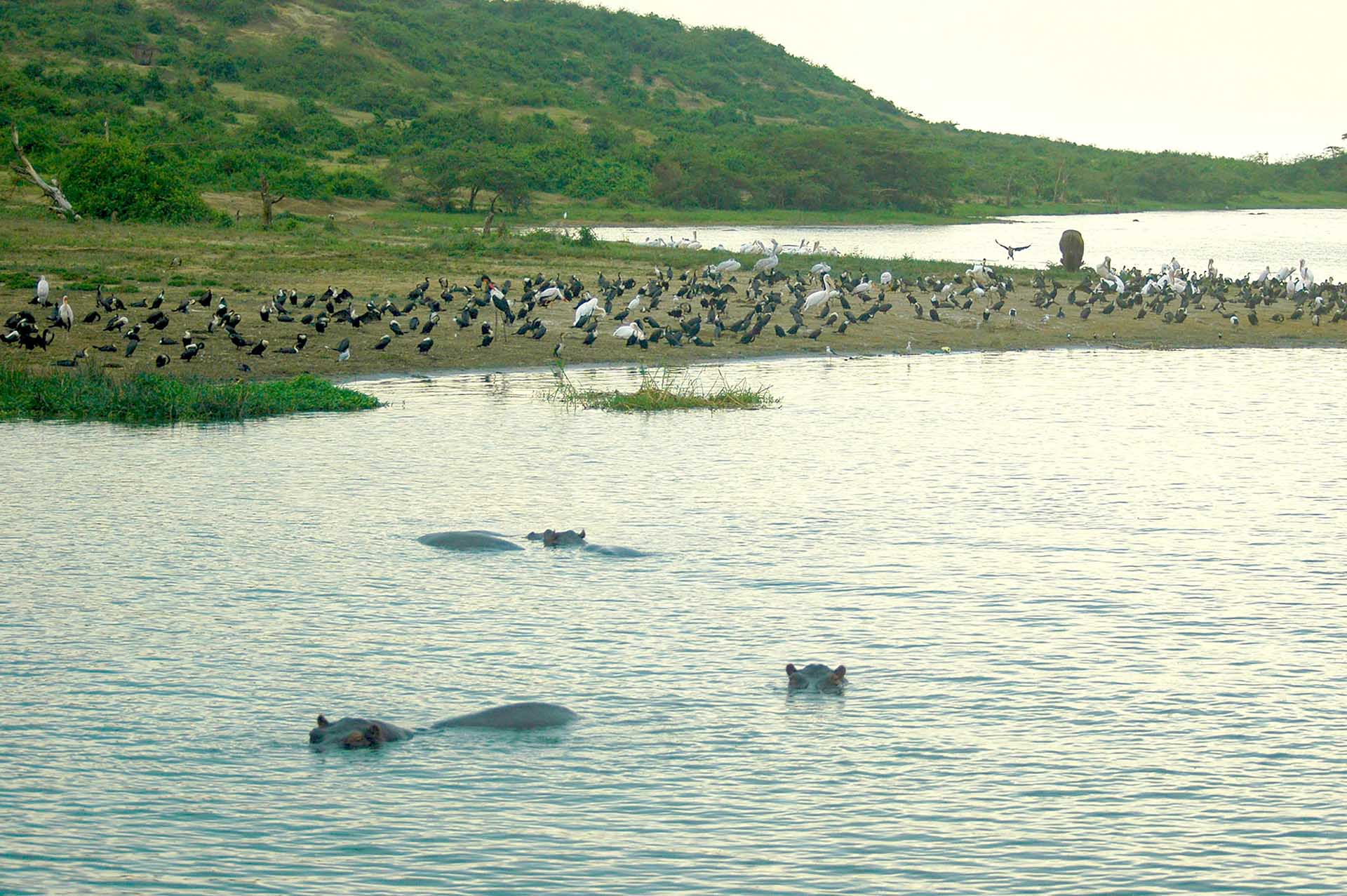 Unsere Reise durch den Queen-Elizabeth-Nationalpark