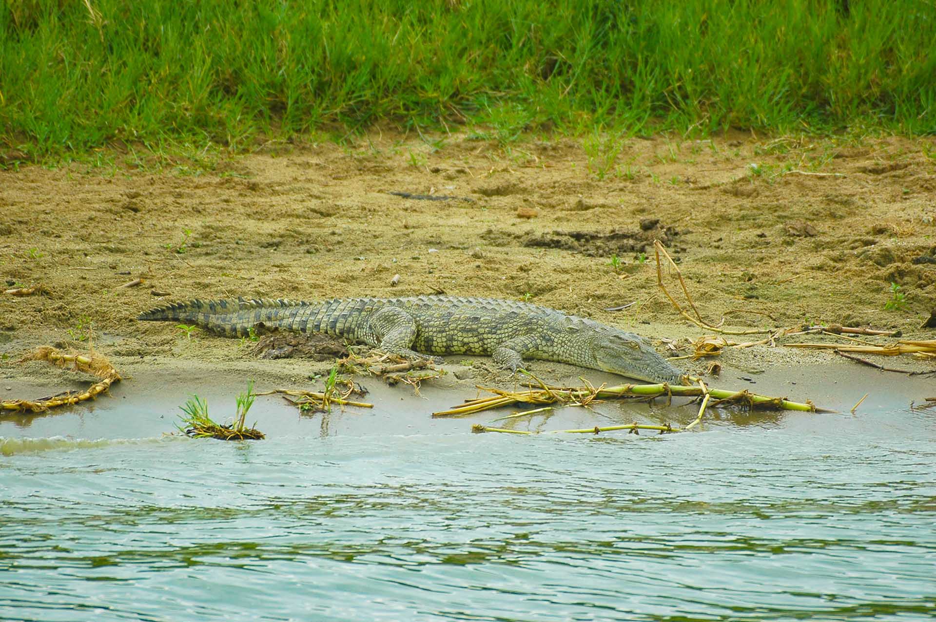 Unsere Reise durch den Queen-Elizabeth-Nationalpark