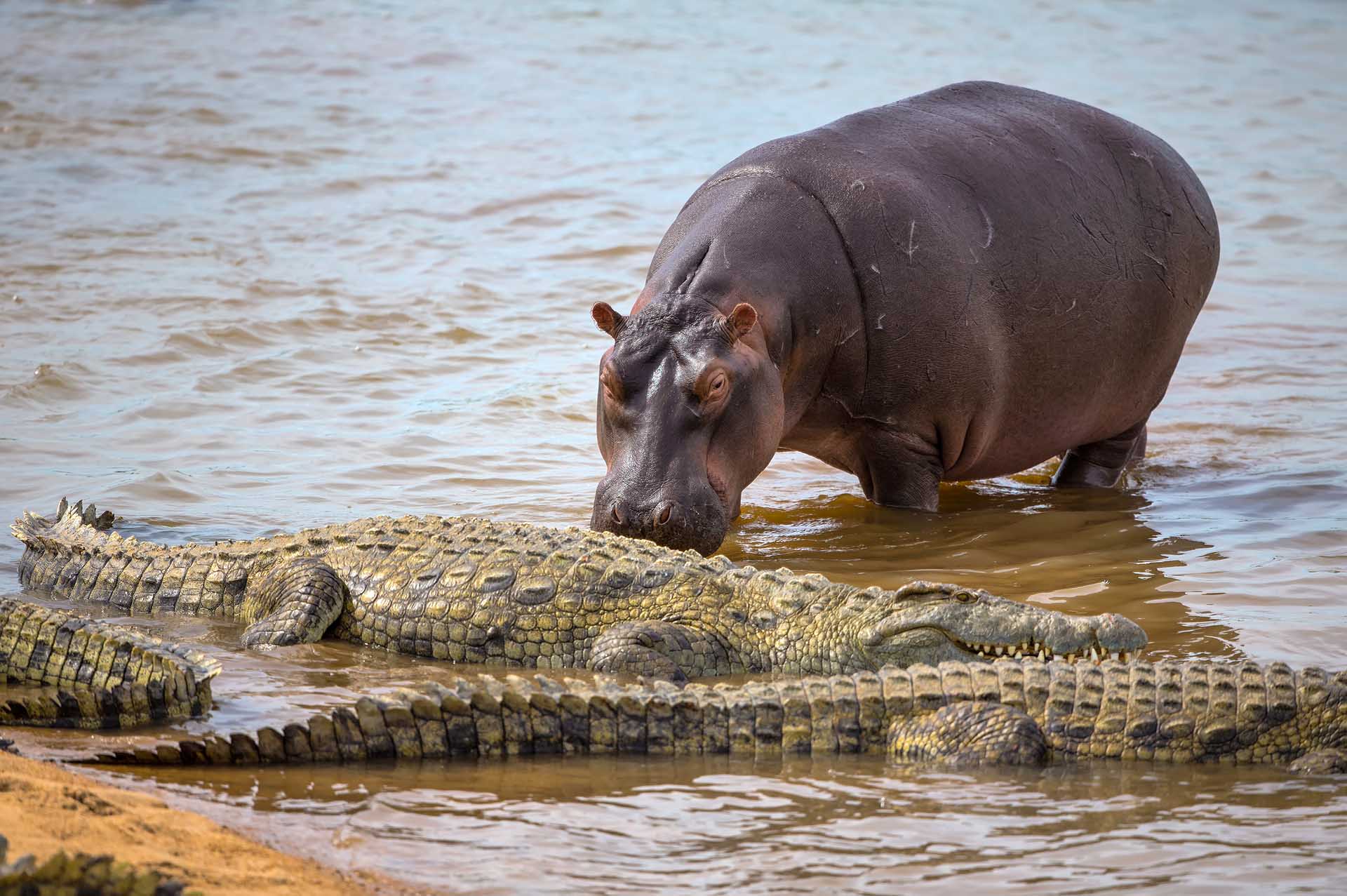 Unsere Reise durch den Queen-Elizabeth-Nationalpark