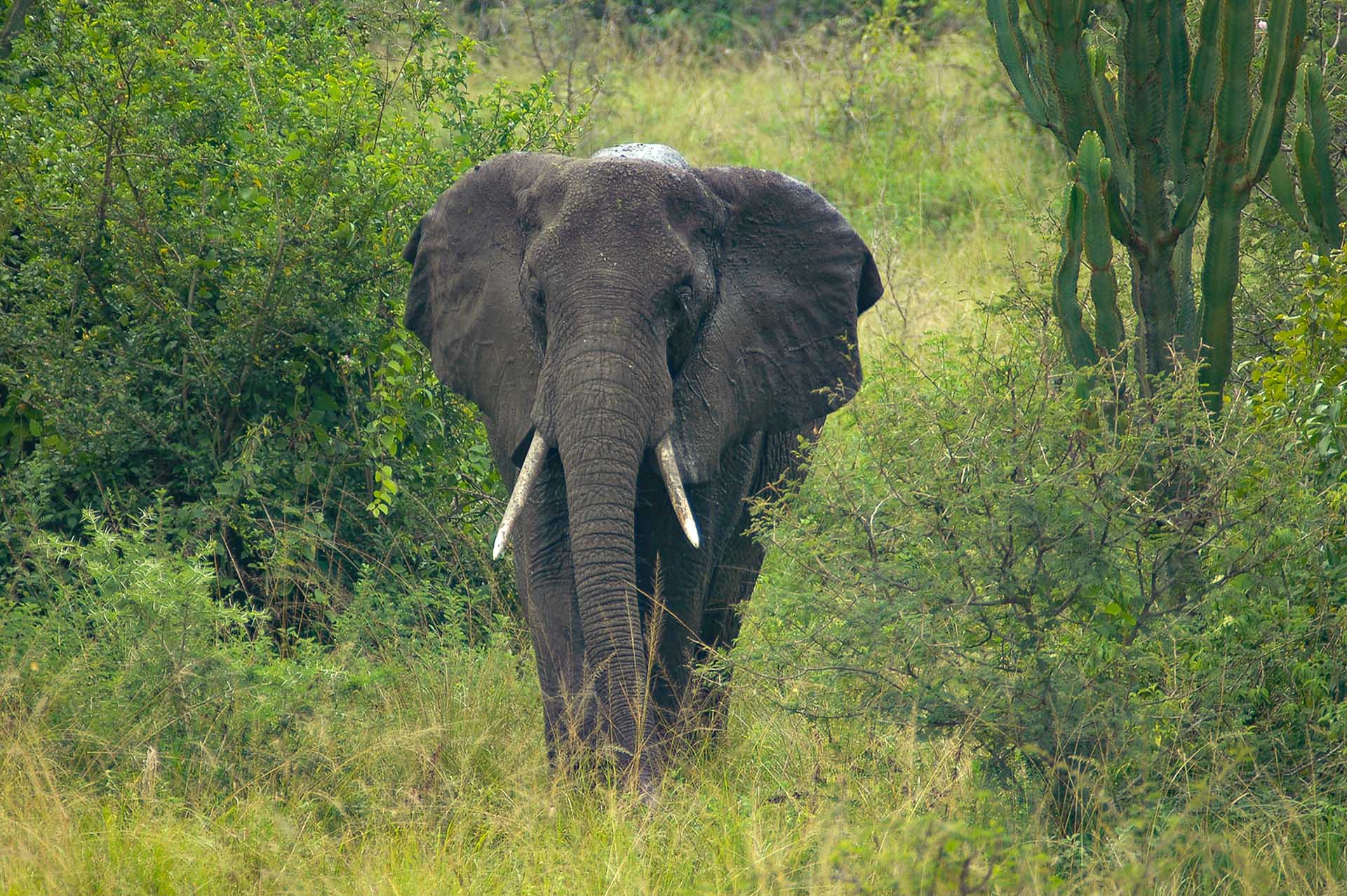 Unsere Reise durch den Queen-Elizabeth-Nationalpark