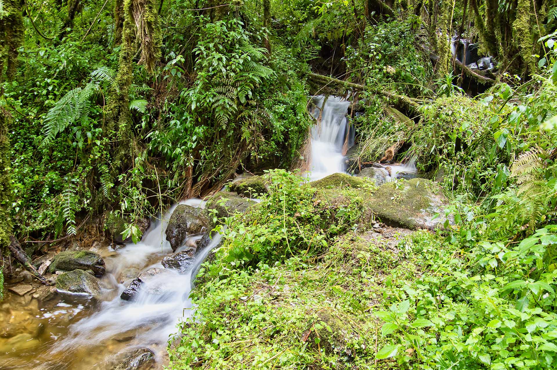 Das Ruwenzori-Gebirge