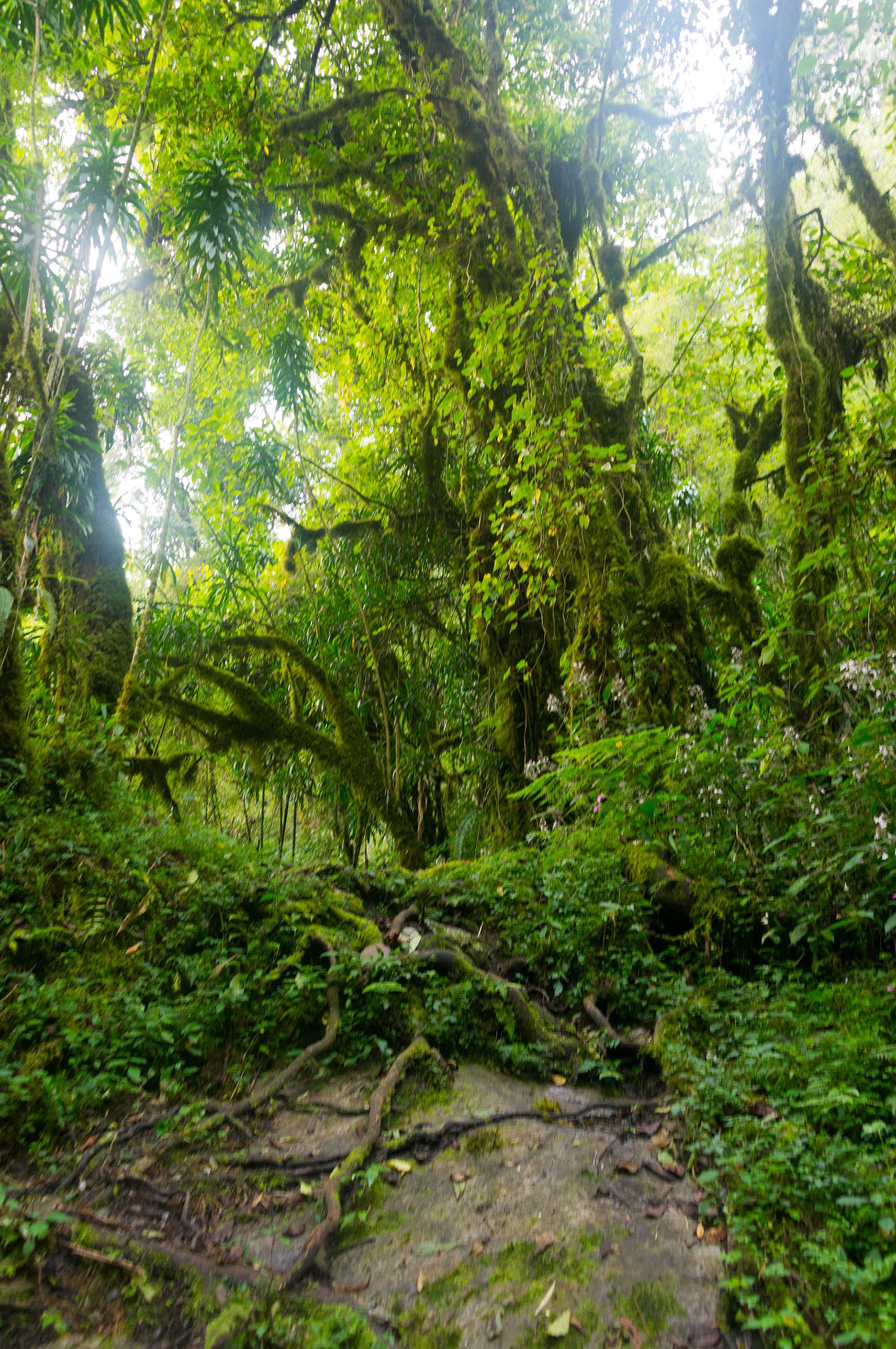 Das Ruwenzori-Gebirge
