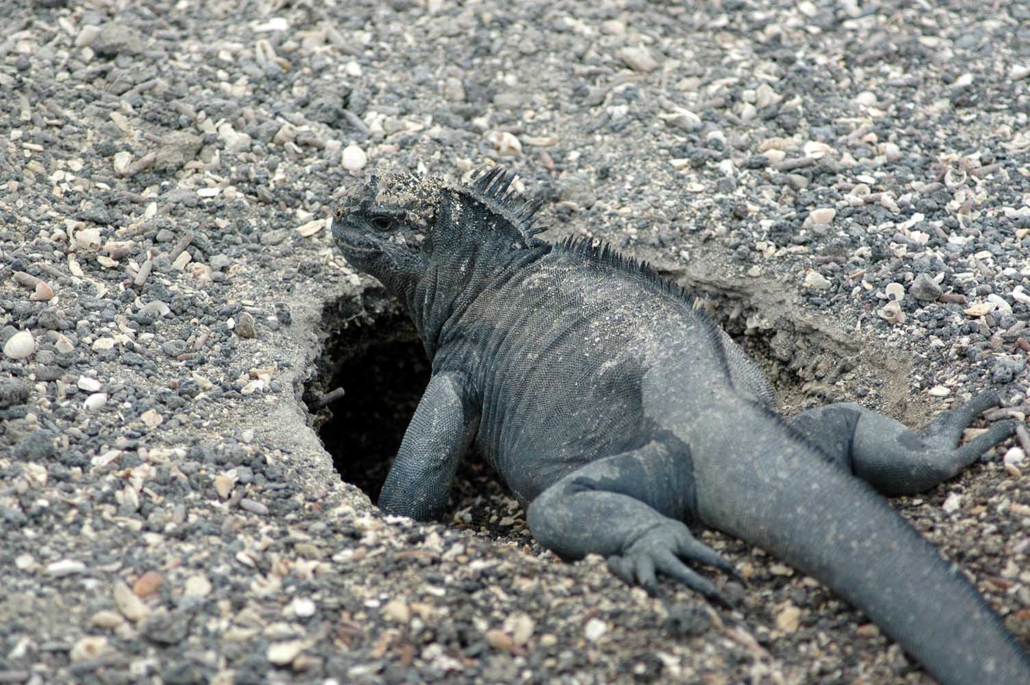 Iguana marina hembra, Amblyrhynchus cristatus, excavando un nido. Isla Fernandina, Islas Galápagos, Ecuador