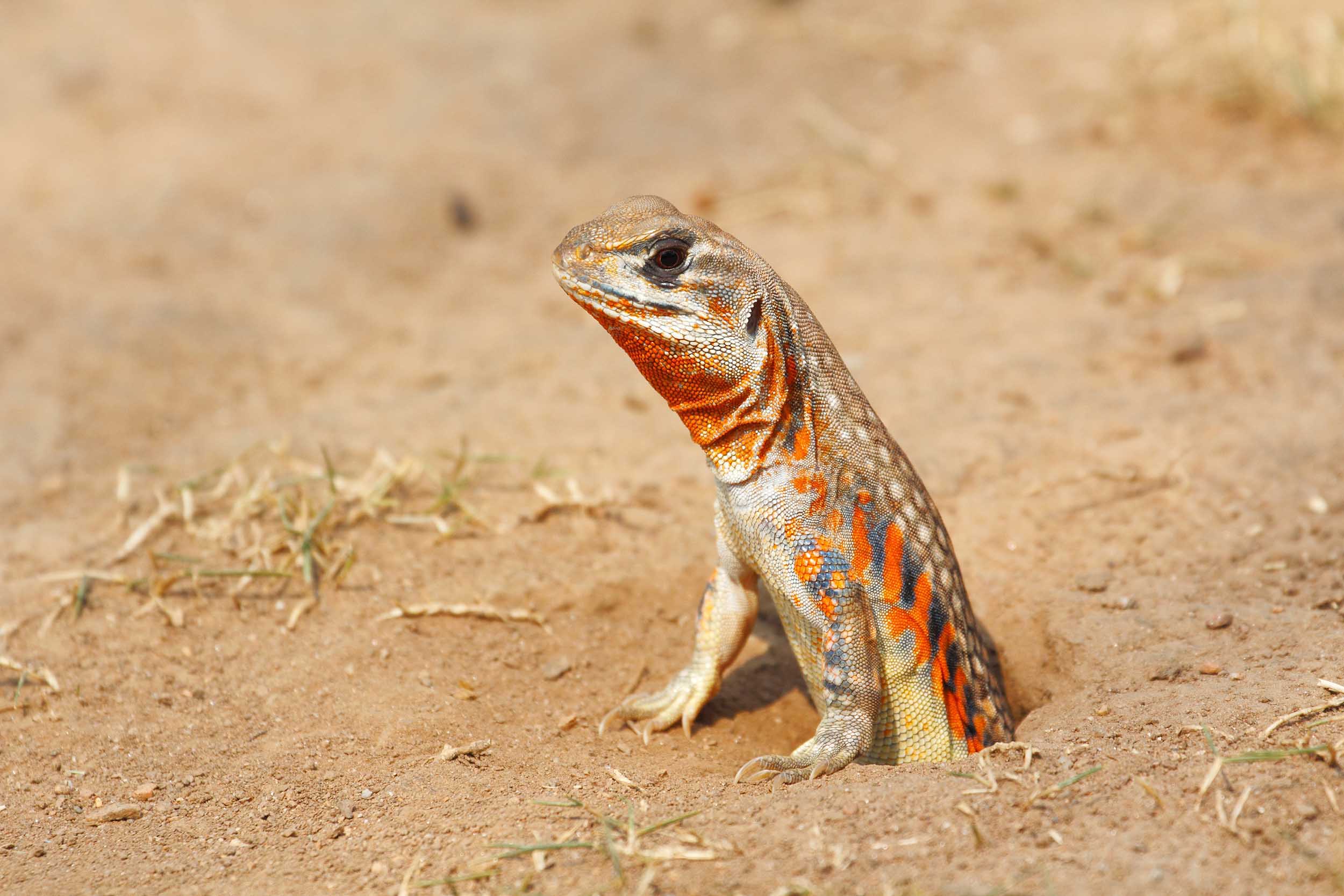 La mariposa Agama, Leiolepis belliana ocellata, sale de su madriguera