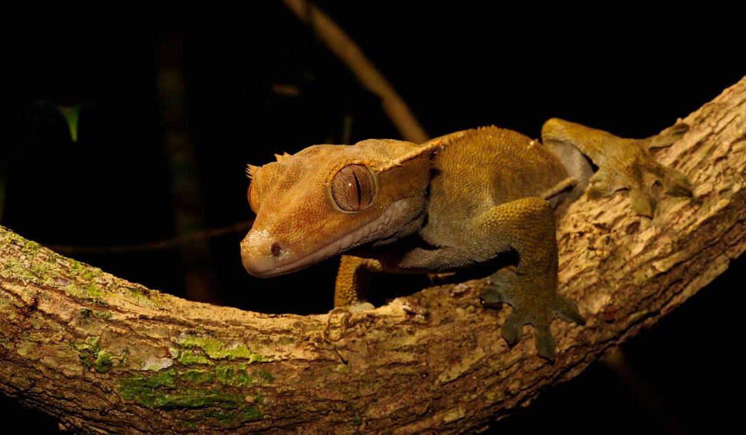 Correlophus ciliatus