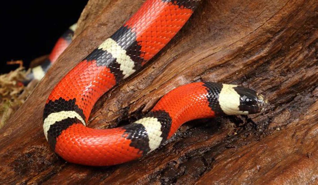 Lampropeltis triangulum